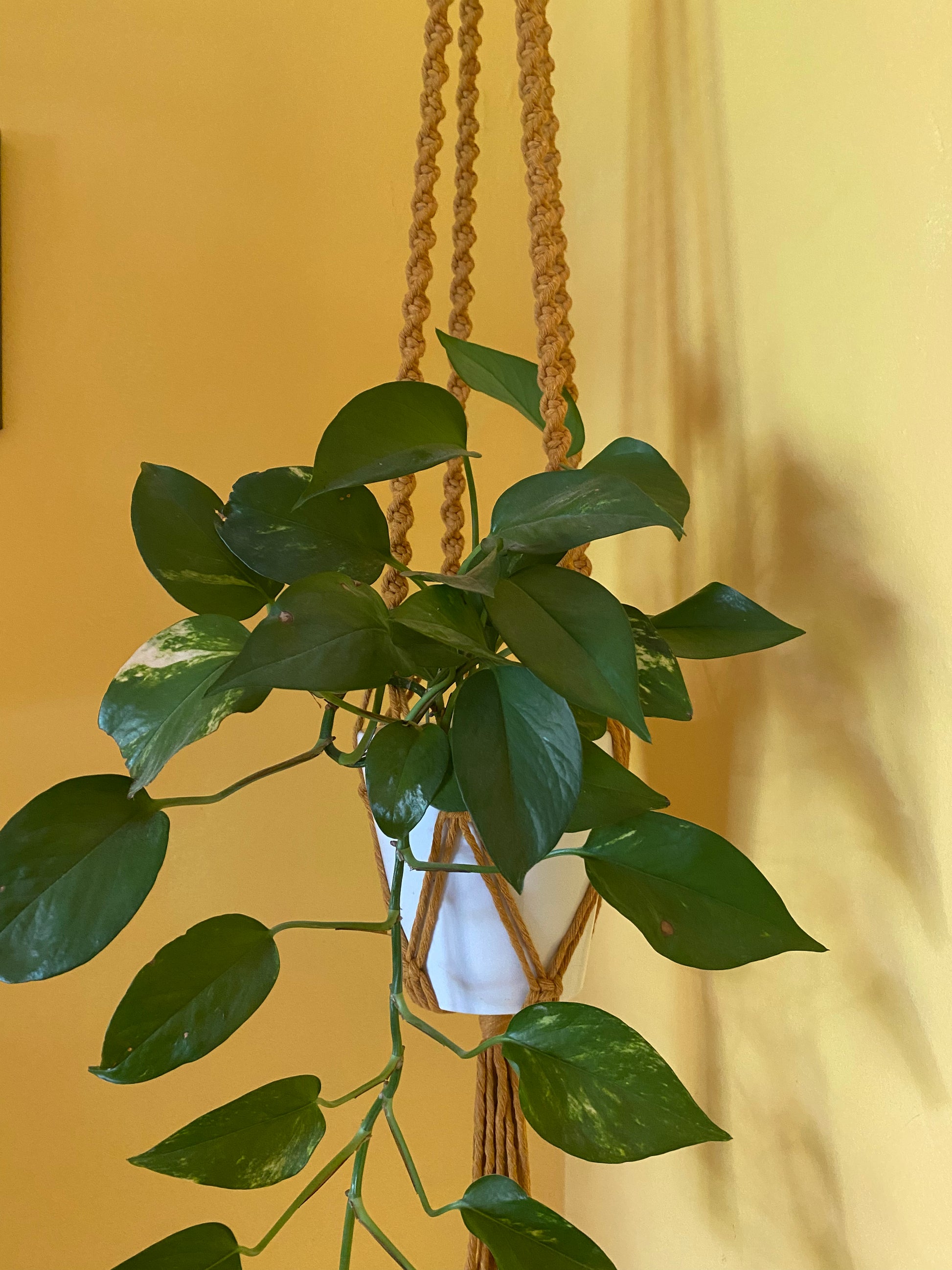 Macra-Made With Love macrame plant hanger mustard in yellow corner