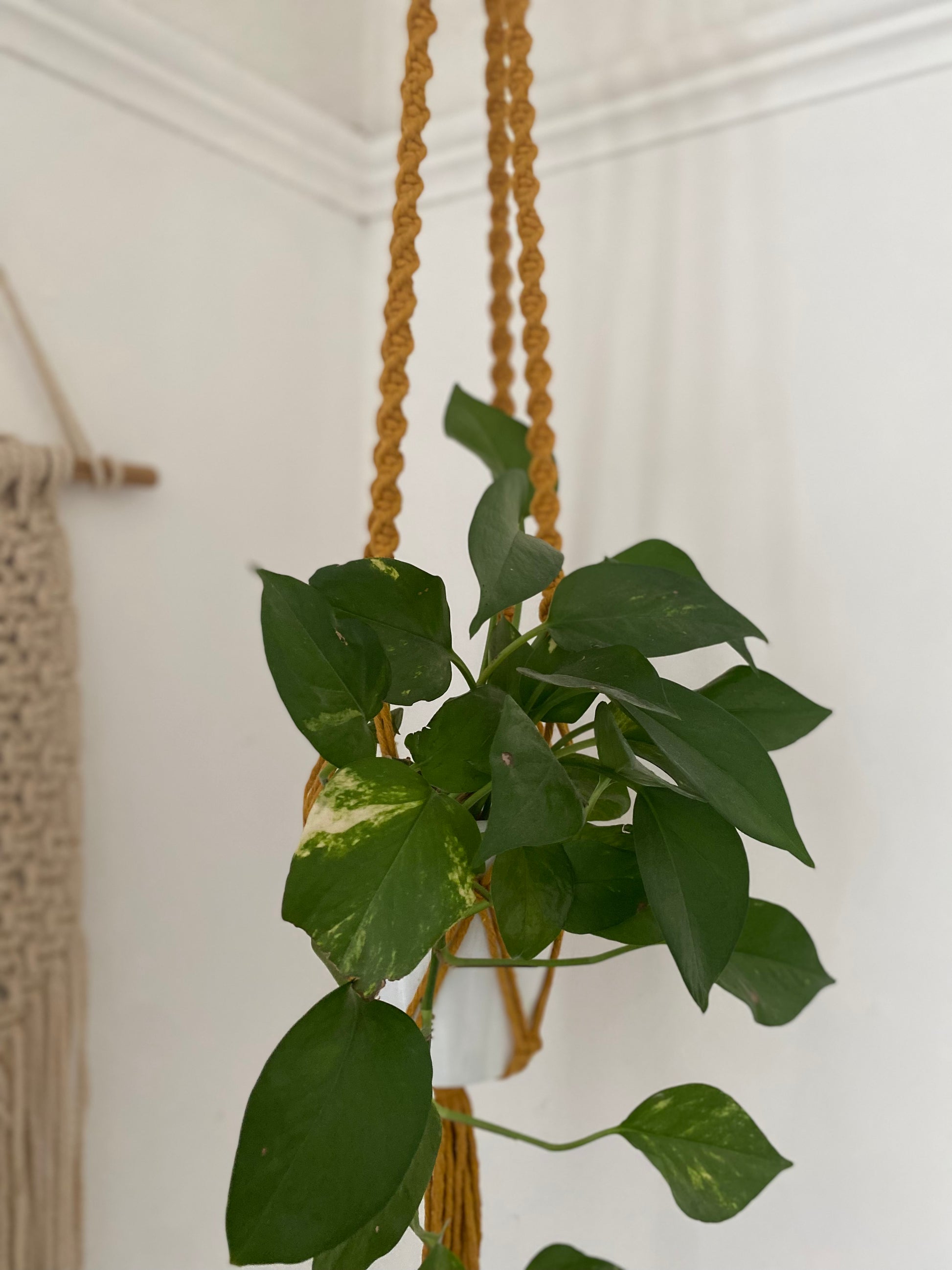 Macra-Made With Love macrame plant hanger mustard focus