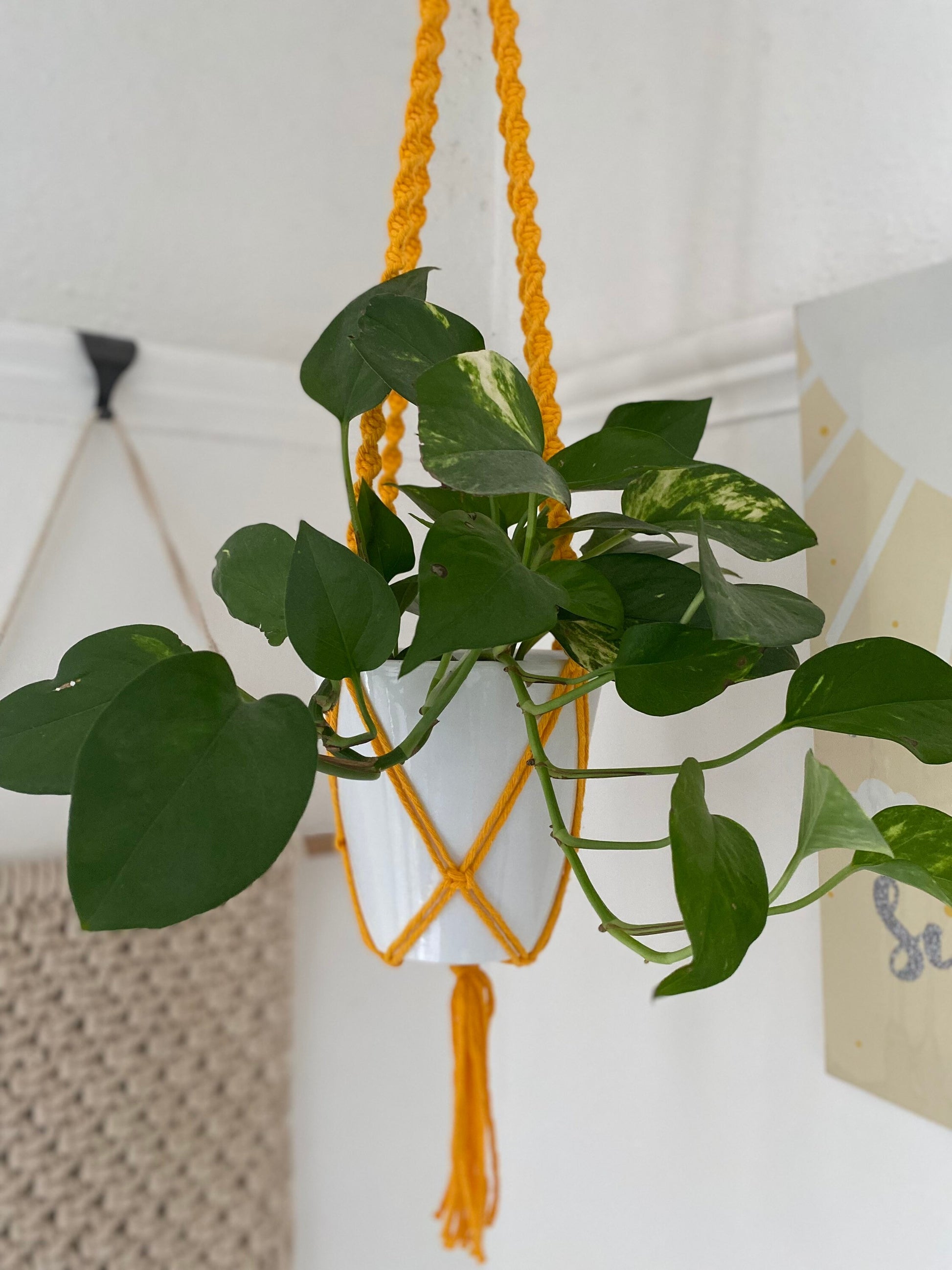 A leafy green plant in a white plant pot, hangs suspended from the ceiling in a bright yellow macrame plant hanger.