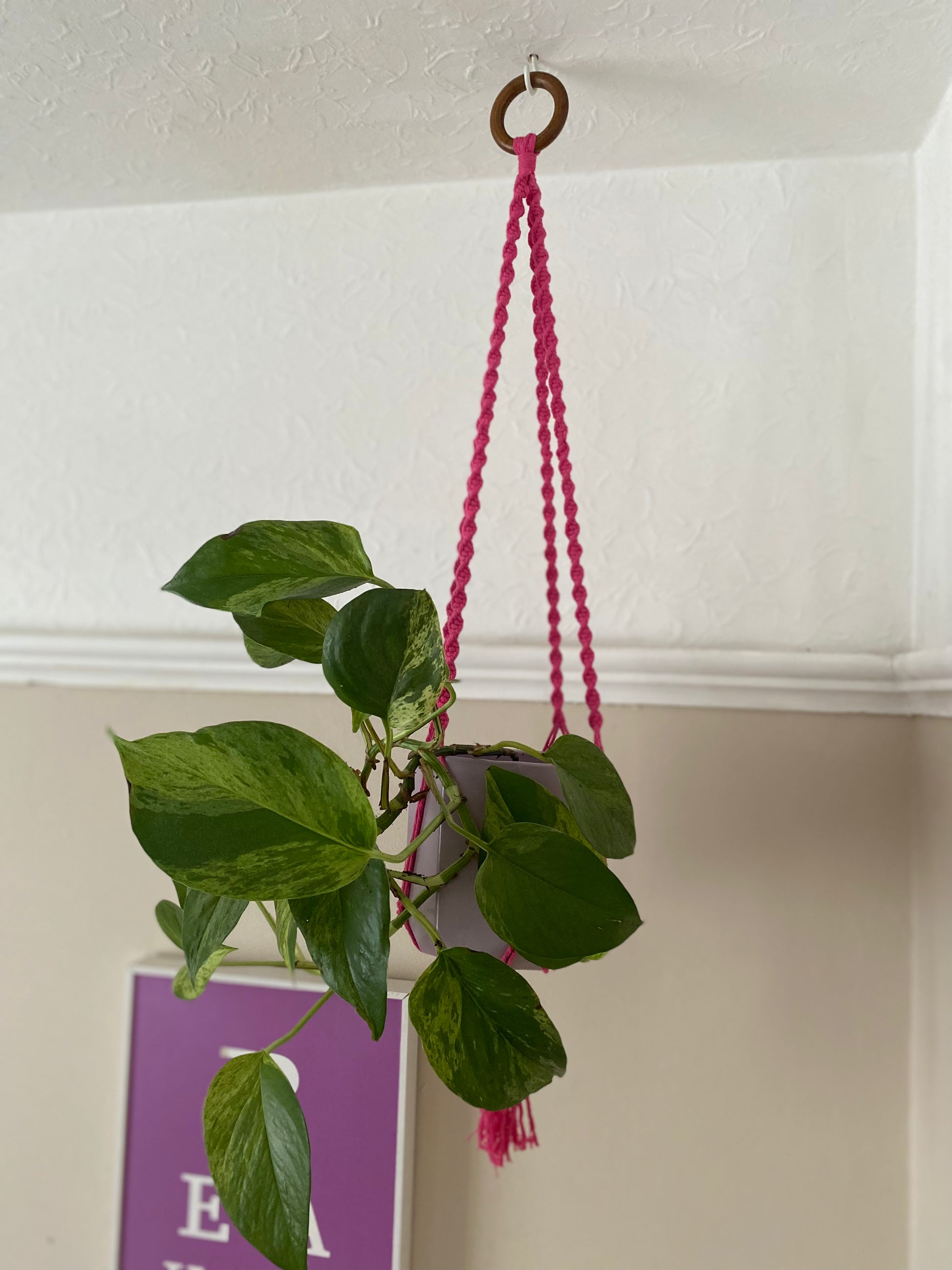 A leafy green plant in a lilac plant pot, hangs suspended from the ceiling in a bright pink macrame plant hanger, with a wooden hanging ring.