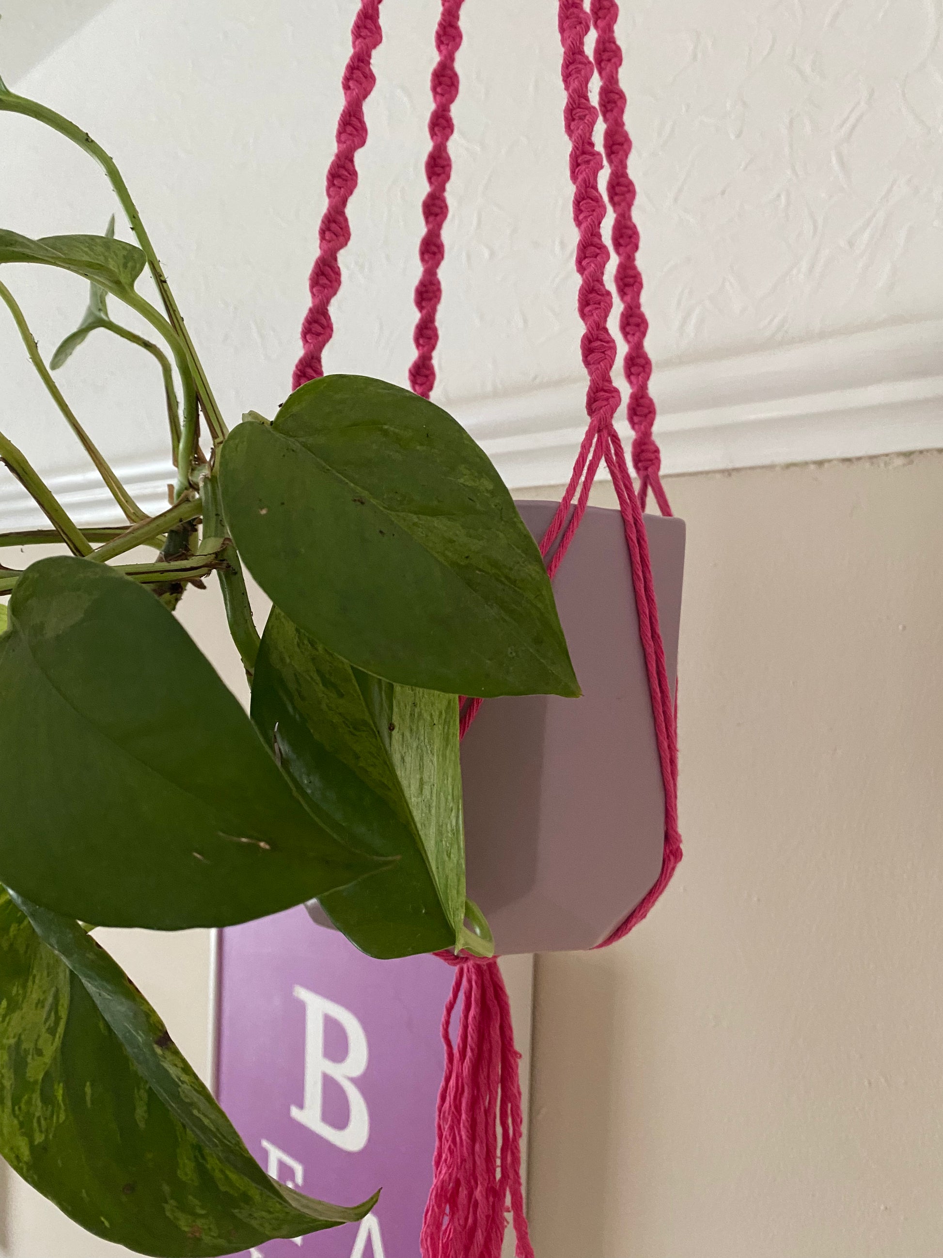 Close up of a leafy green plant in a lilac plant pot, suspended from the ceiling in a bright pink macrame plant hanger.
