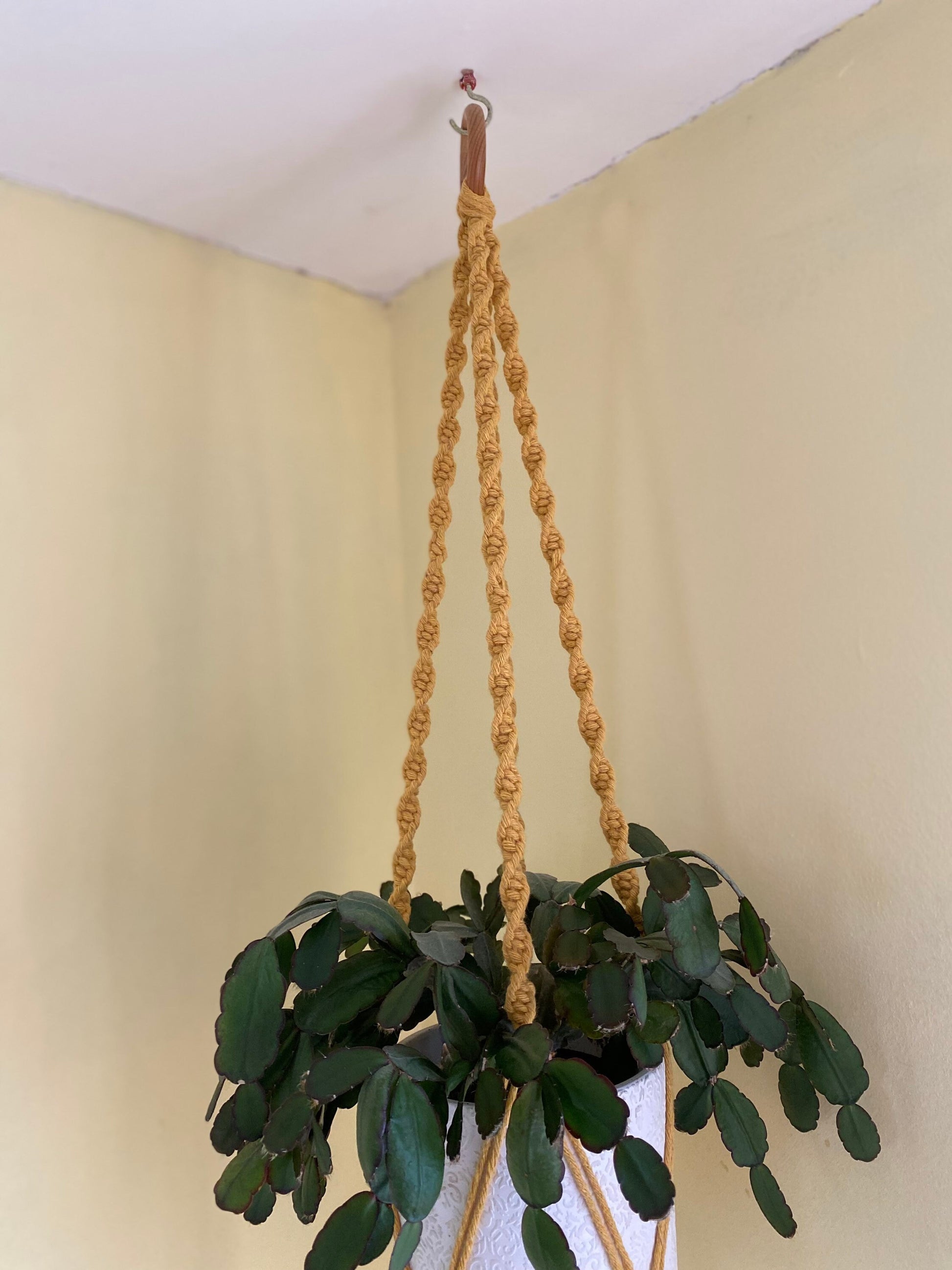 A leafy green plant in a white plant pot, hangs suspended from the ceiling in a mustard yellow macrame plant hanger, with a wooden hanging ring.