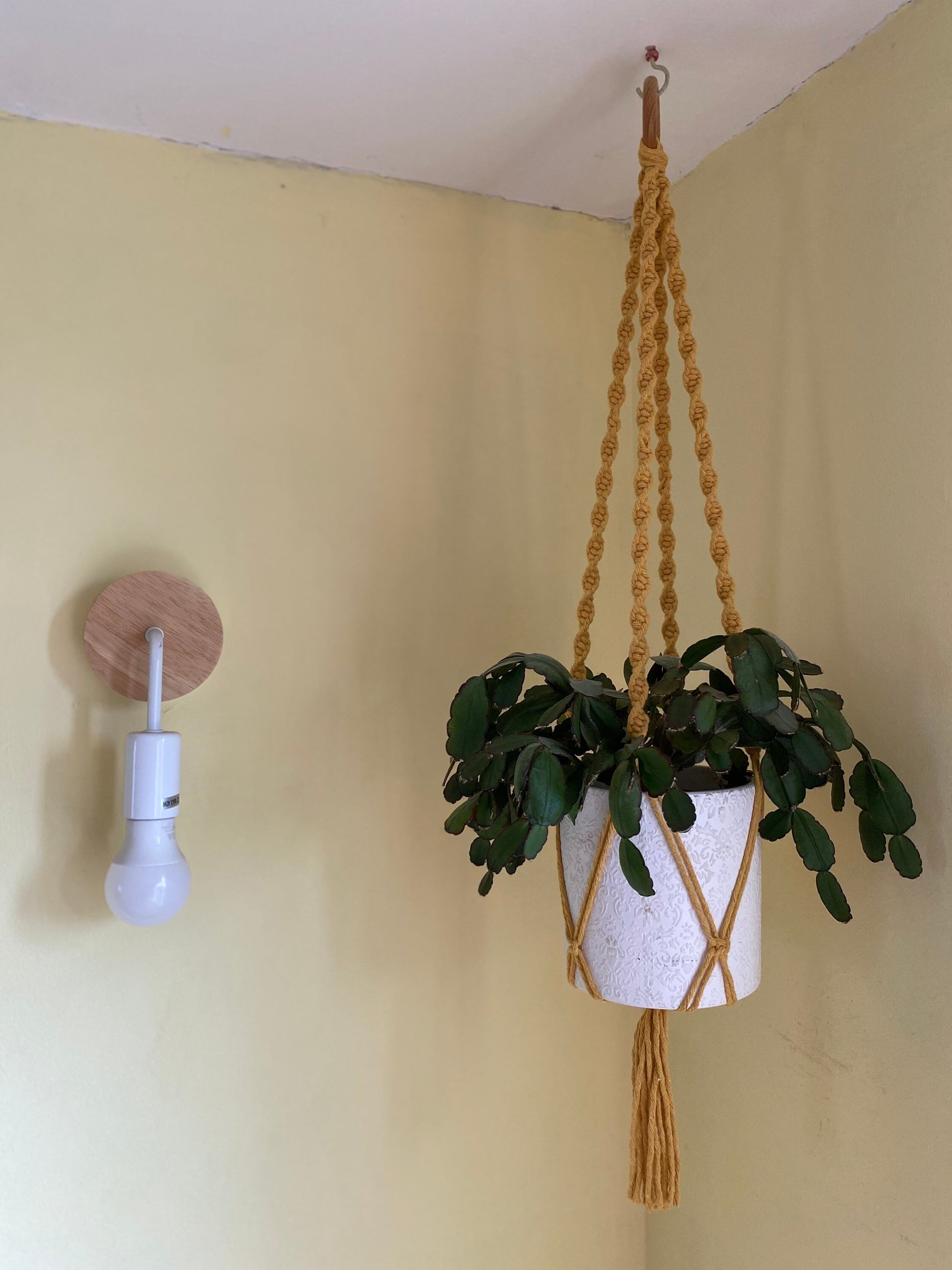 A leafy green plant in a white plant pot, hangs suspended from the ceiling in a mustard yellow macrame plant hanger, with a wooden hanging ring. There is a wall light nearby.
