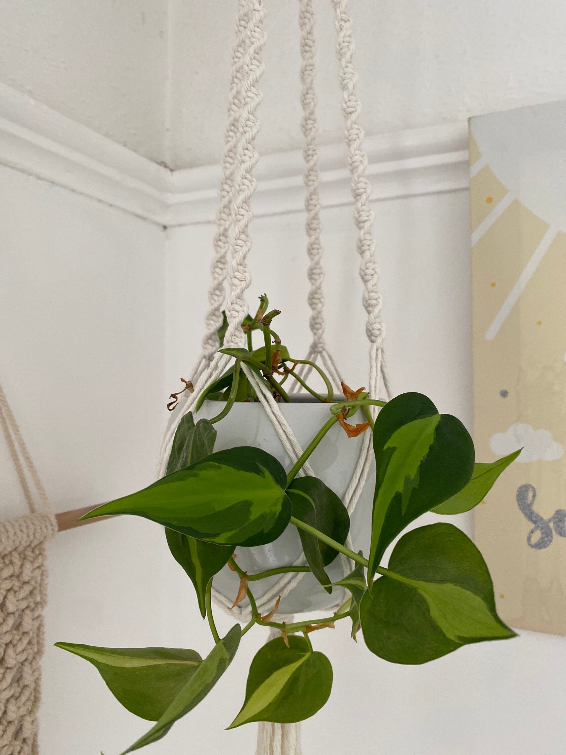A leafy green plant in a white plant pot, hangs suspended from the ceiling in a natural coloured macrame plant hanger.