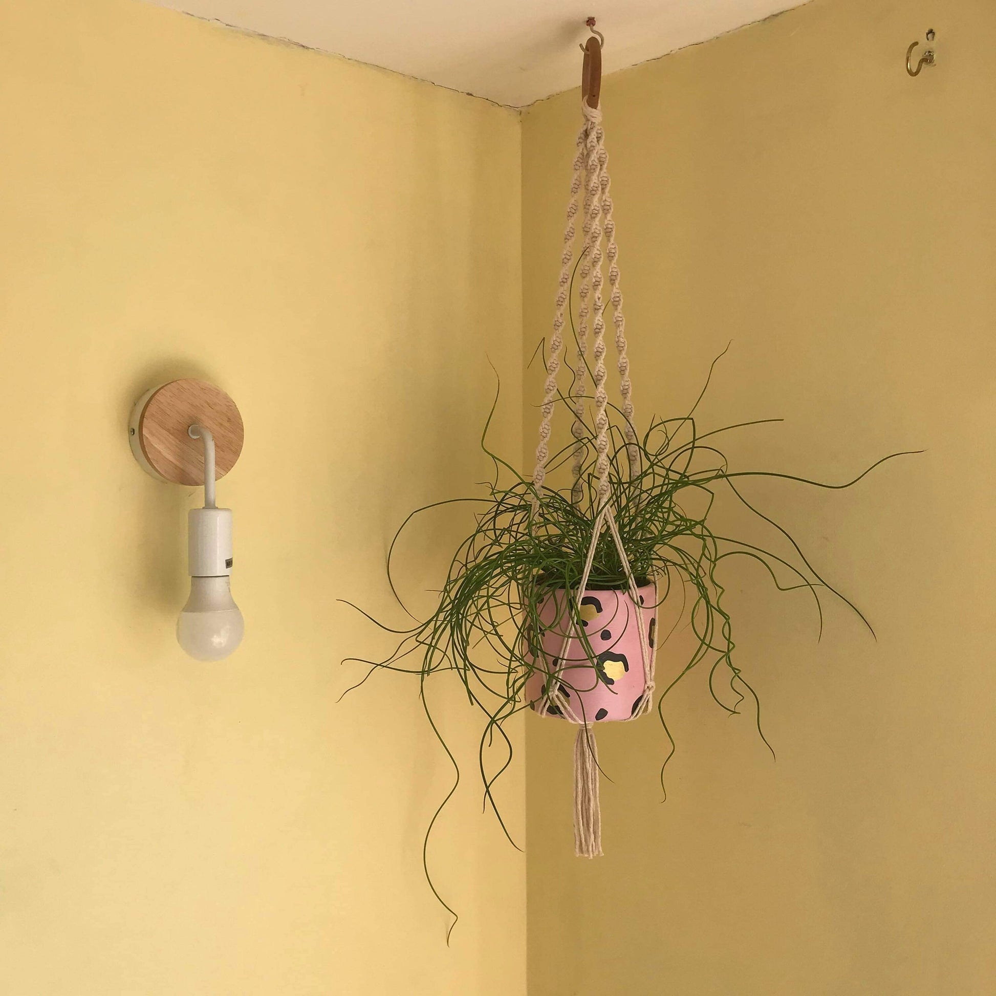A large green plant in a patterned plant pot, hangs suspended from the ceiling in a natural coloured macrame plant hanger, with a wooden hanging ring.
