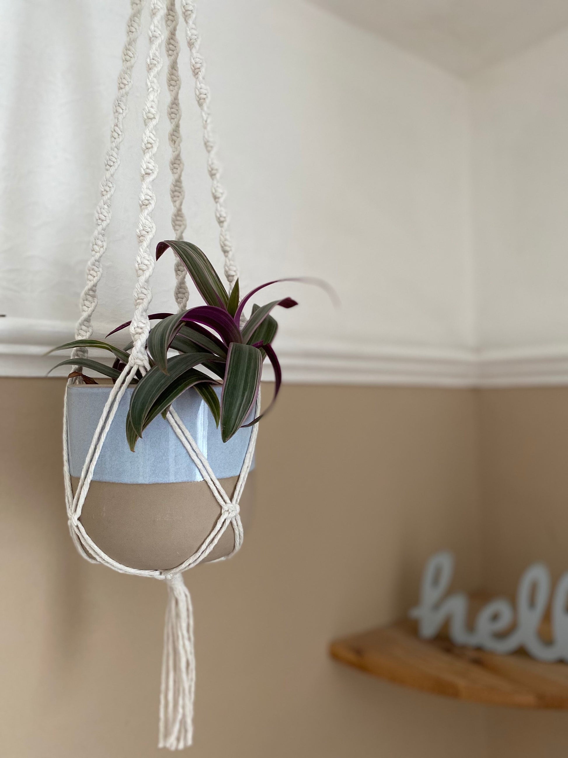 A small plant in a ceramic plant pot, hangs suspended from the ceiling in a natural coloured macrame plant hanger.