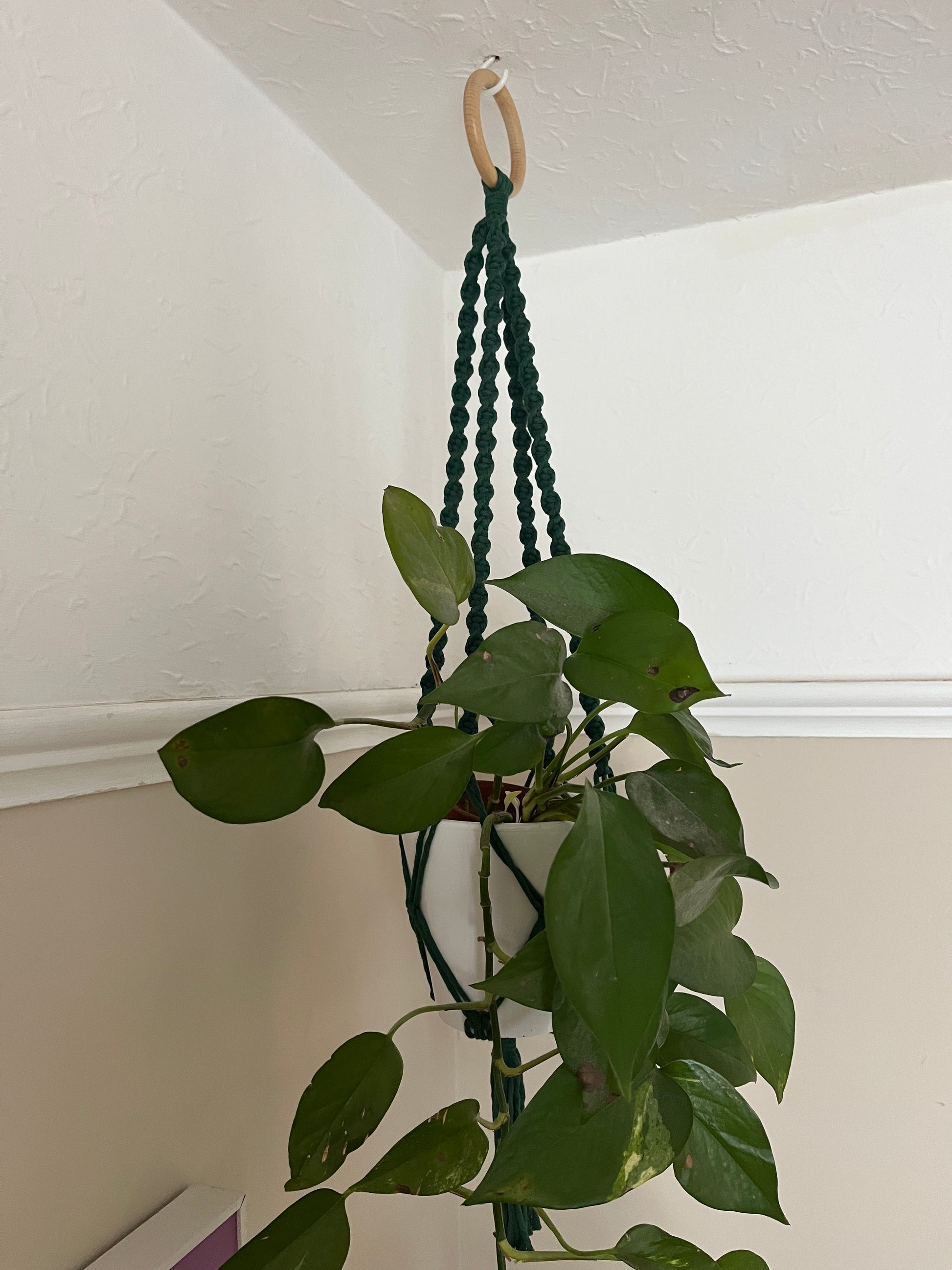 A leafy green plant in a white plant pot, hangs suspended from the ceiling in a dark green macrame plant hanger, with a wooden hanging ring.
