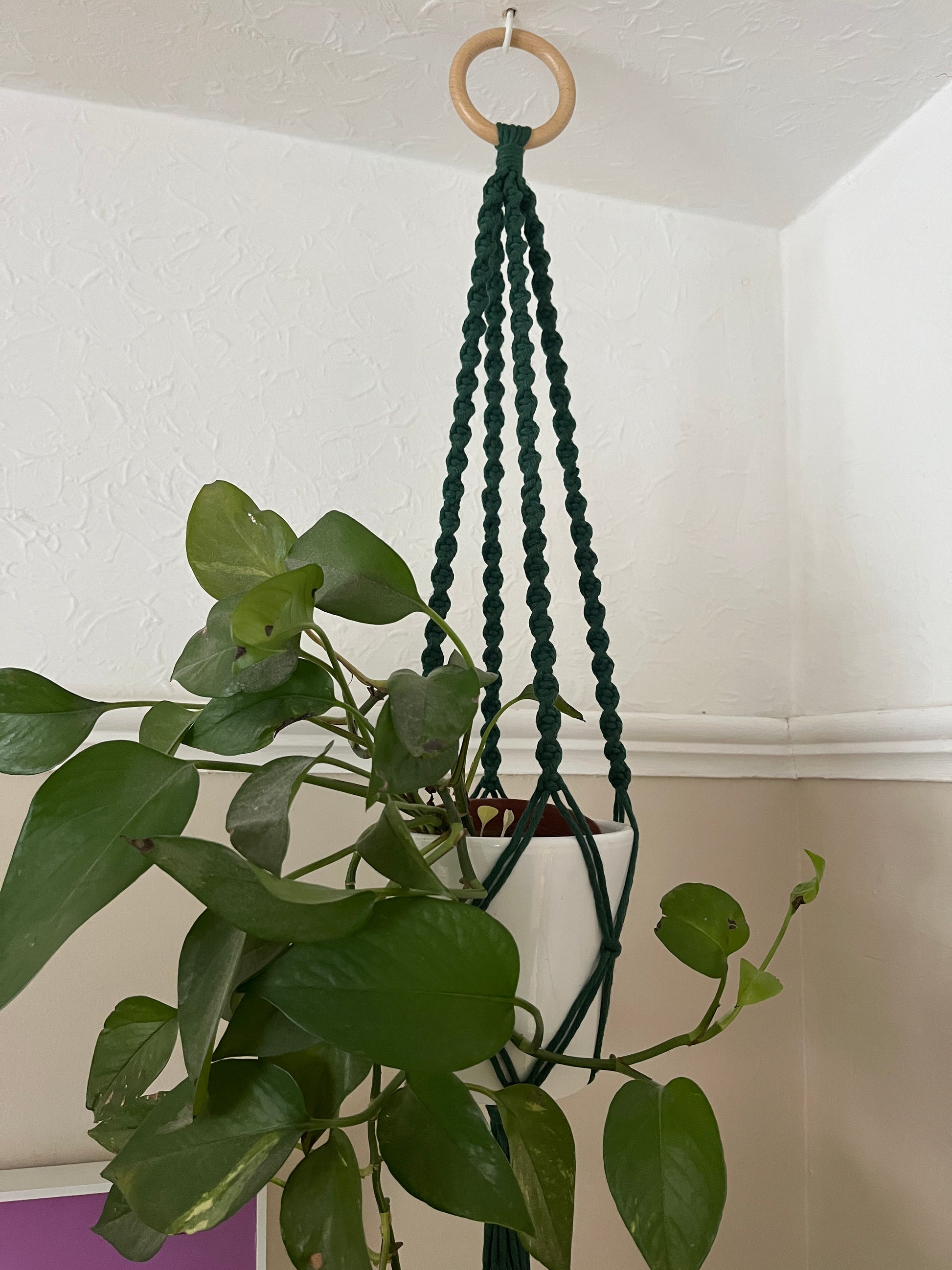 A leafy green plant in a white plant pot, hangs suspended from the ceiling in a dark green macrame plant hanger, with a wooden hanging ring.