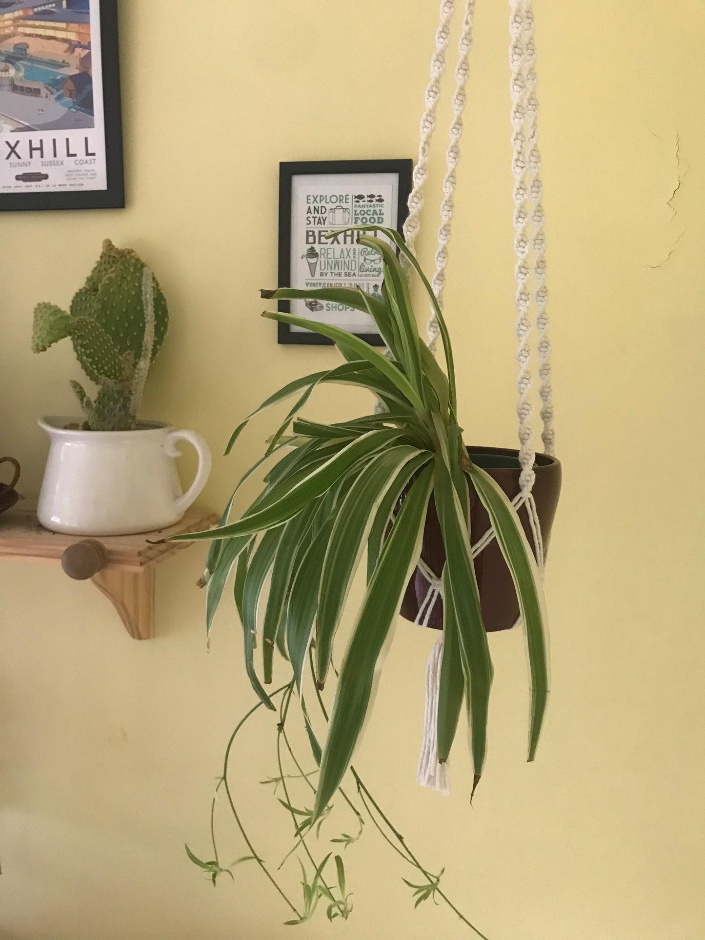 Macra-Made With Love macrame plant hanger natural plant focus