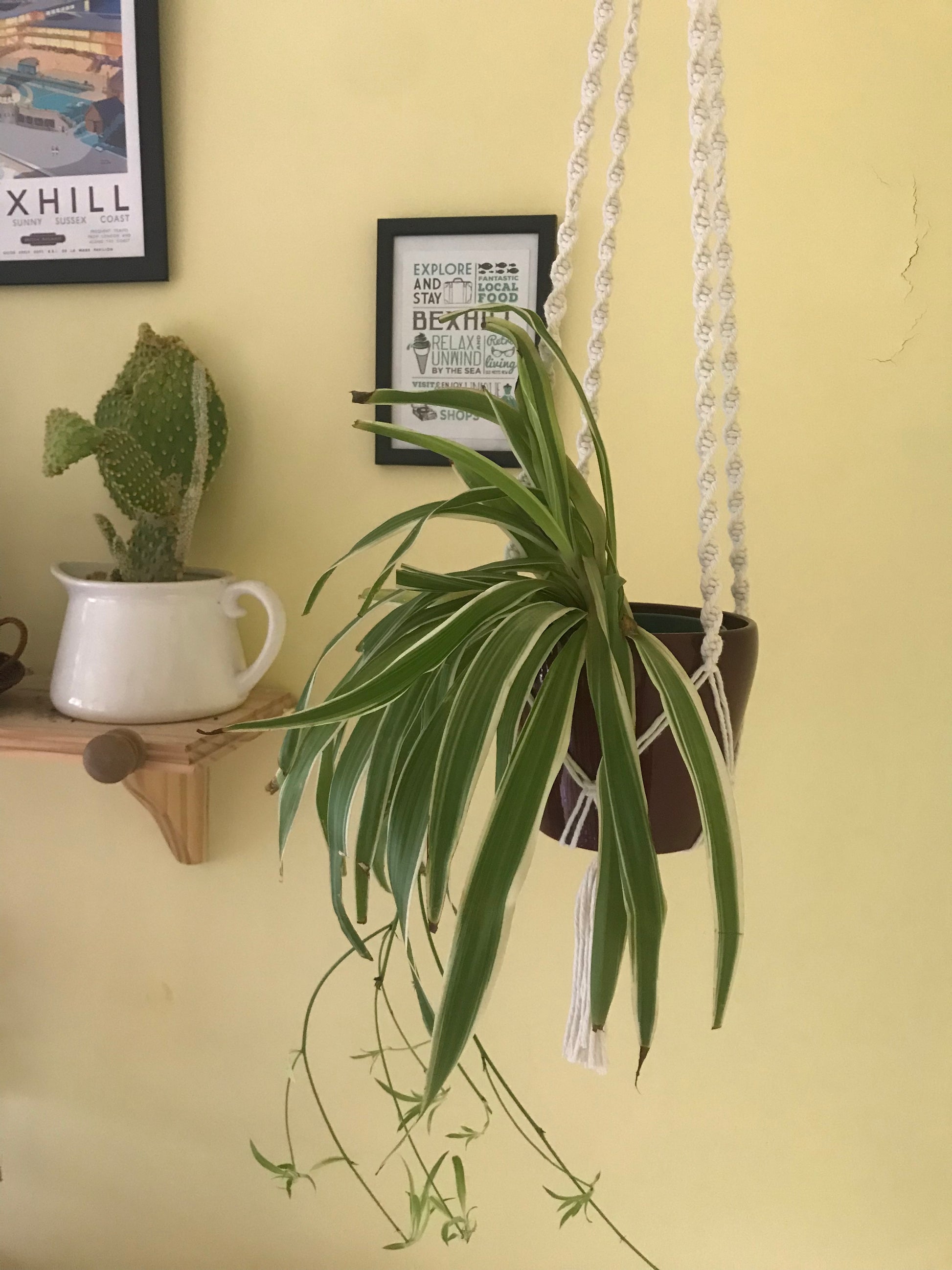 Macra-Made With Love macrame plant hanger natural plant focus
