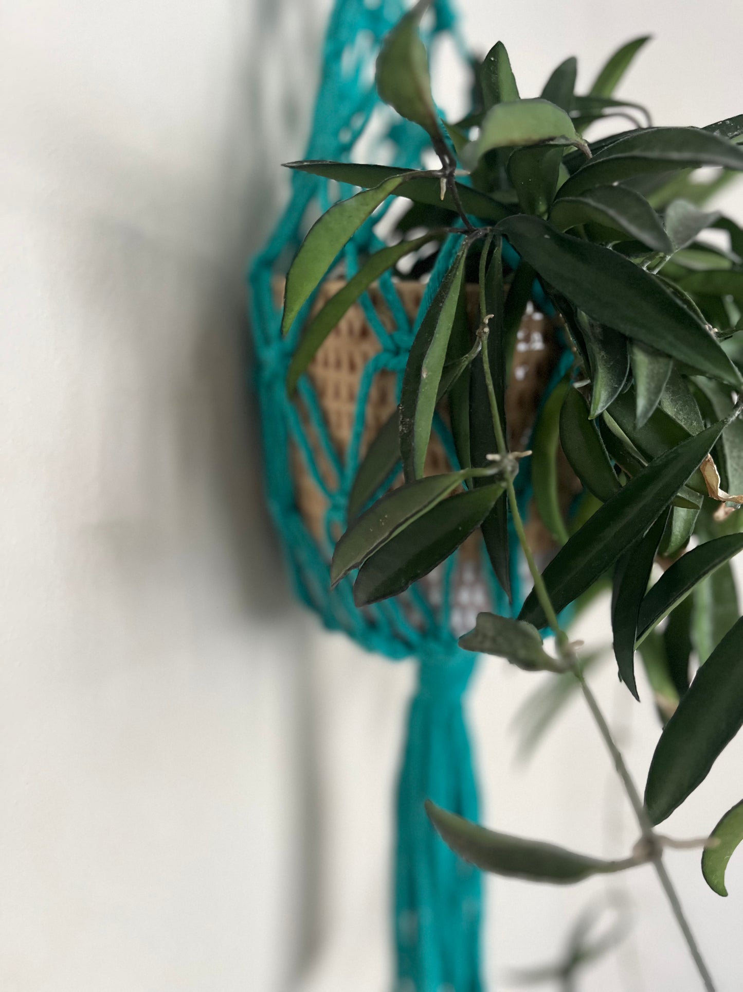 Hanging Basket Plant Hanger for Indoor Plants