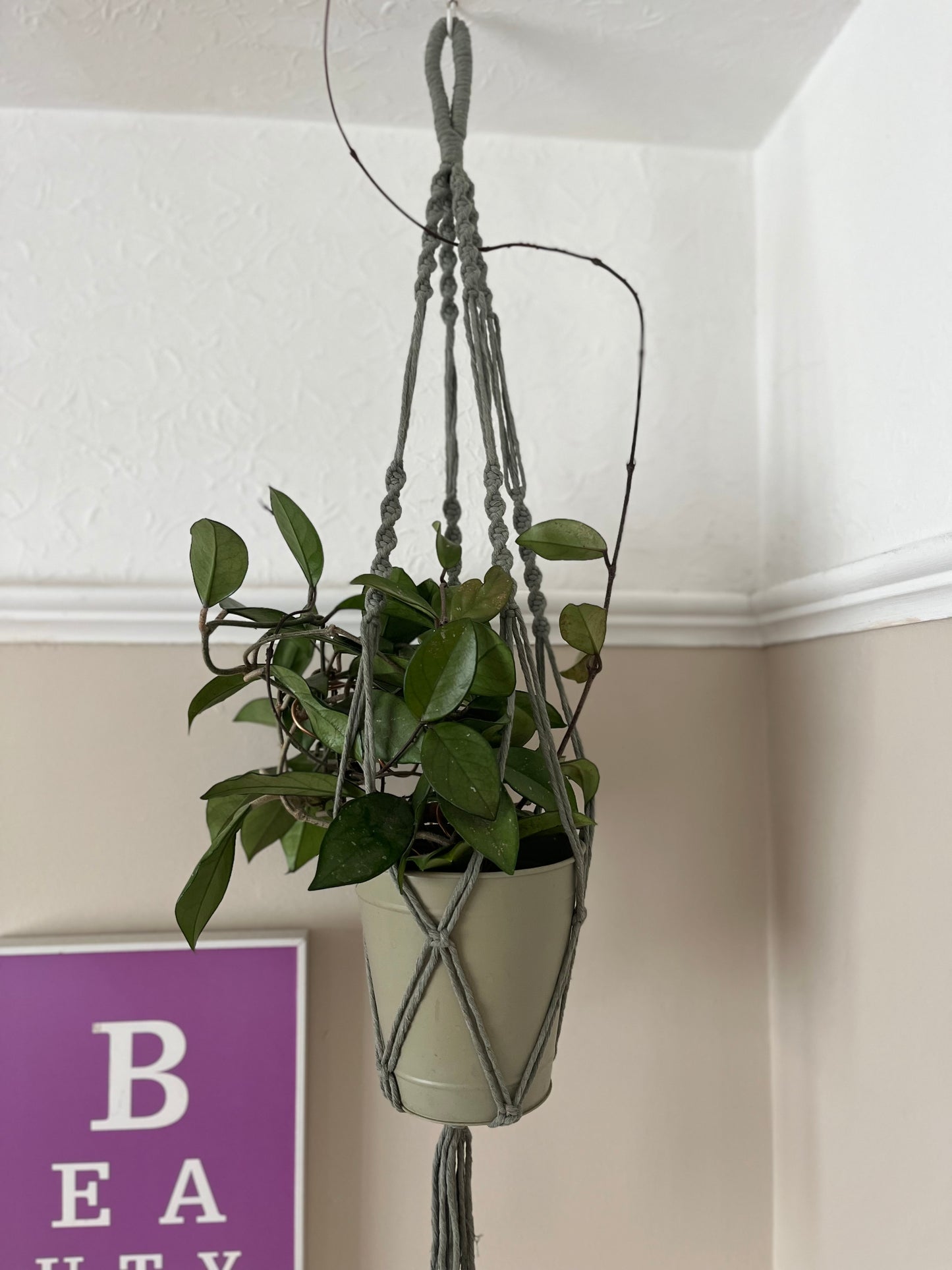 A trailing green plant in a green metal pot, suspended from the ceiling in a macrame plant hanger, made with eco friendly sage green recycled cotton.