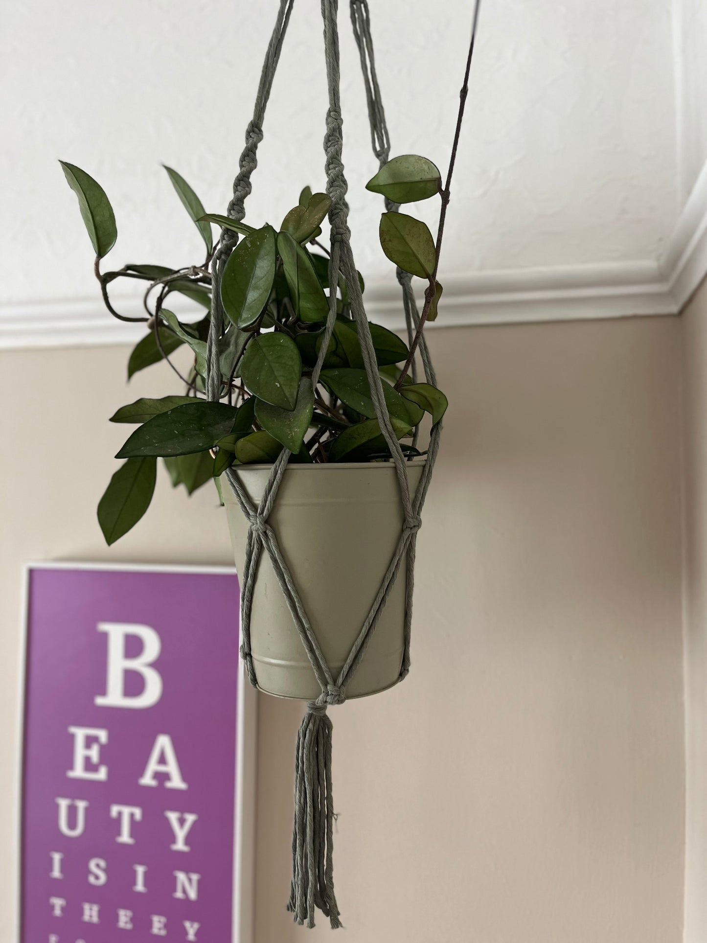 A trailing green plant in a large green metal pot, suspended in the corner of a room with beige painted walls, in a handmade macrame plant hanger, made with sage green recycled cotton.