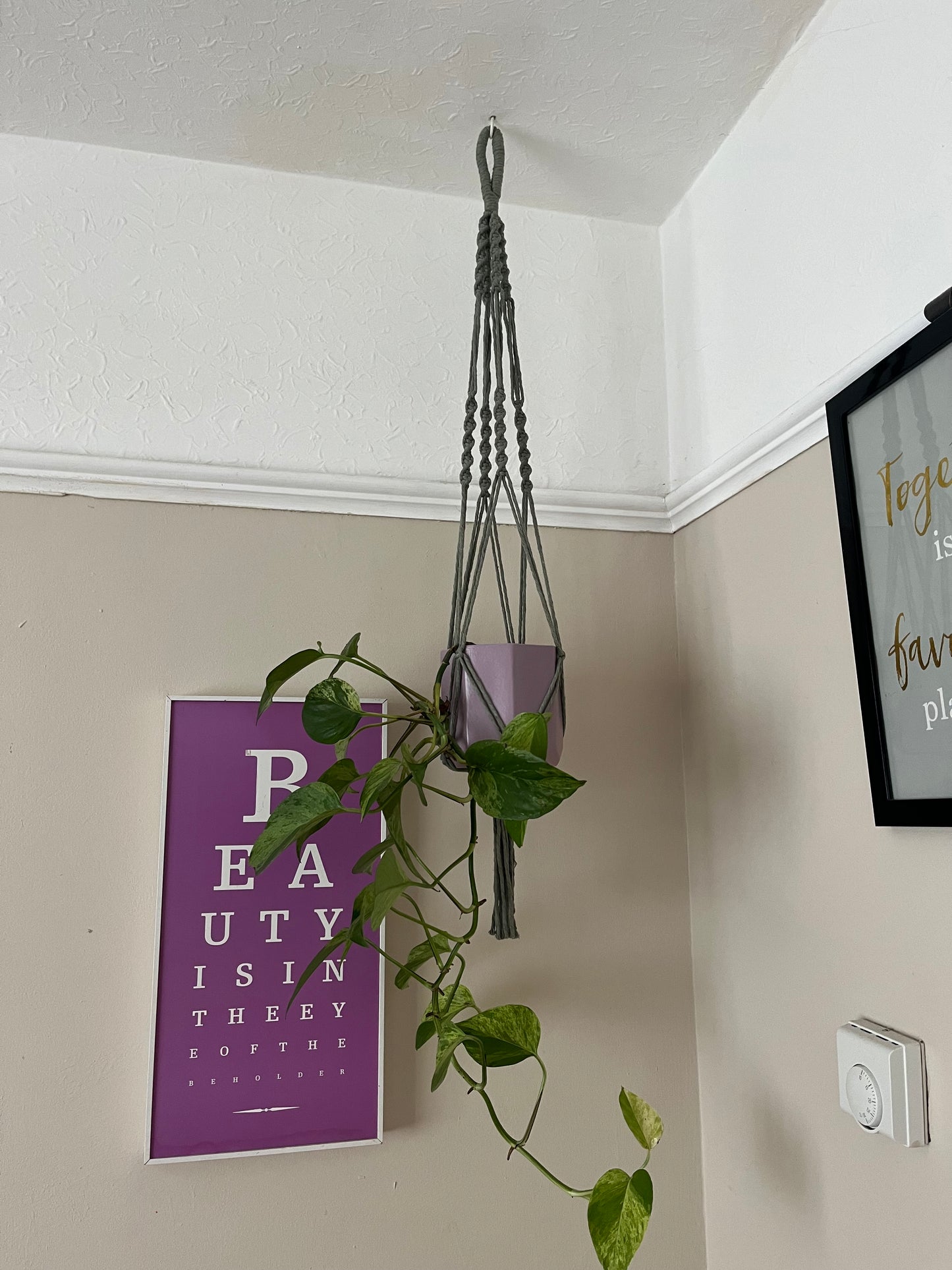 A long trailing plant in a purple plant pot, suspended from the ceiling in the corner of a room with beige walls, in a handmade macrame plant hanger, made with sage green recycled cotton.