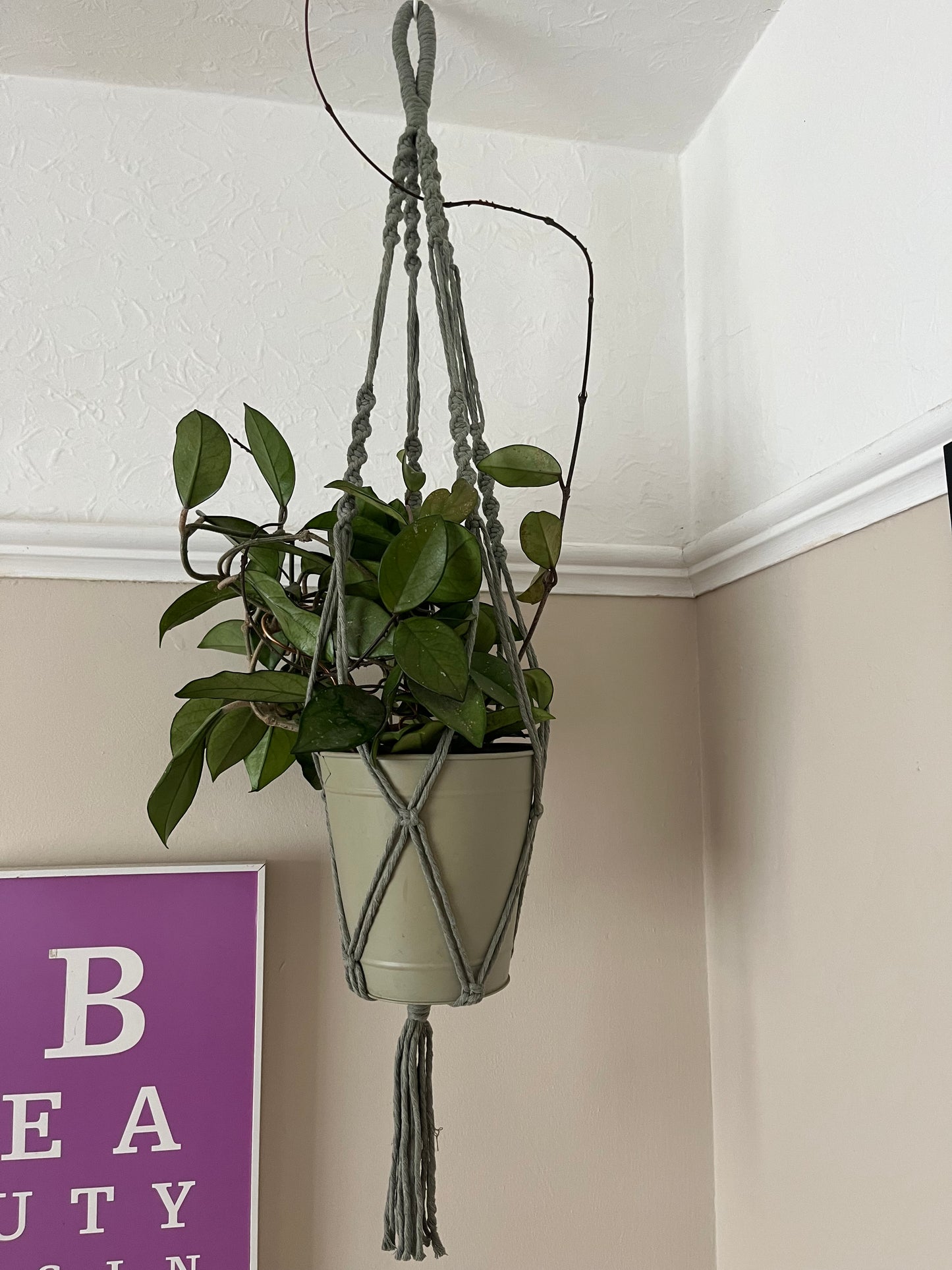 Handmade macrame plant hanger, made with eco friendly recycled cotton cord in sage green. Displayed hanging from a ceiling hook in the corner of a room with a large leafy green plant inside.