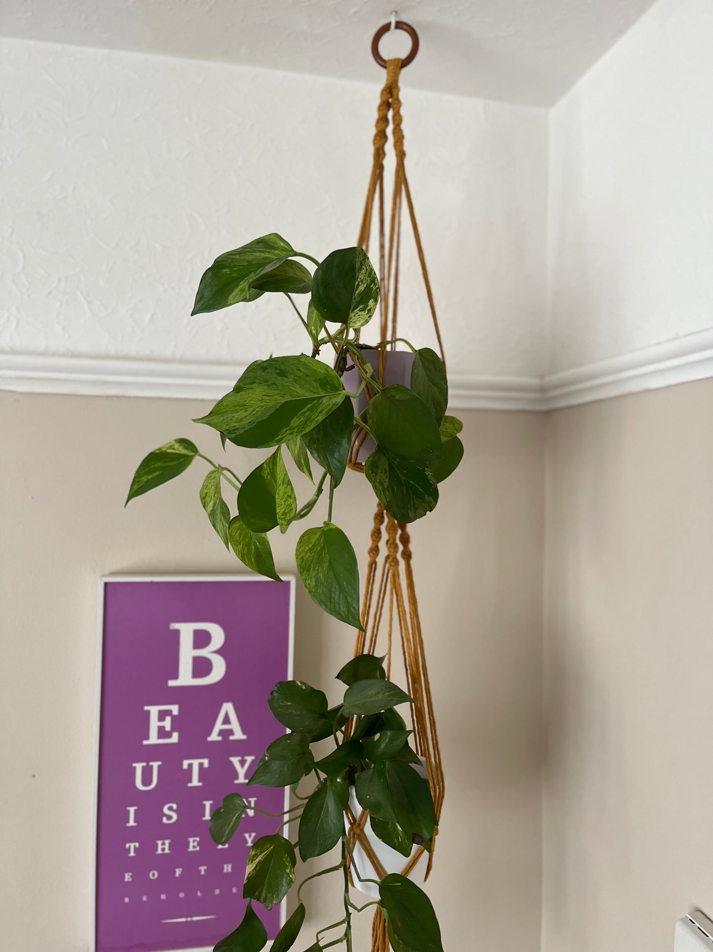 Two trailing plants in ceramic pots, suspended vertically in a large double macramé plant hanger, made with mustard yellow yarn and a wooden hanging ring, in the corner of a room with beige walls.