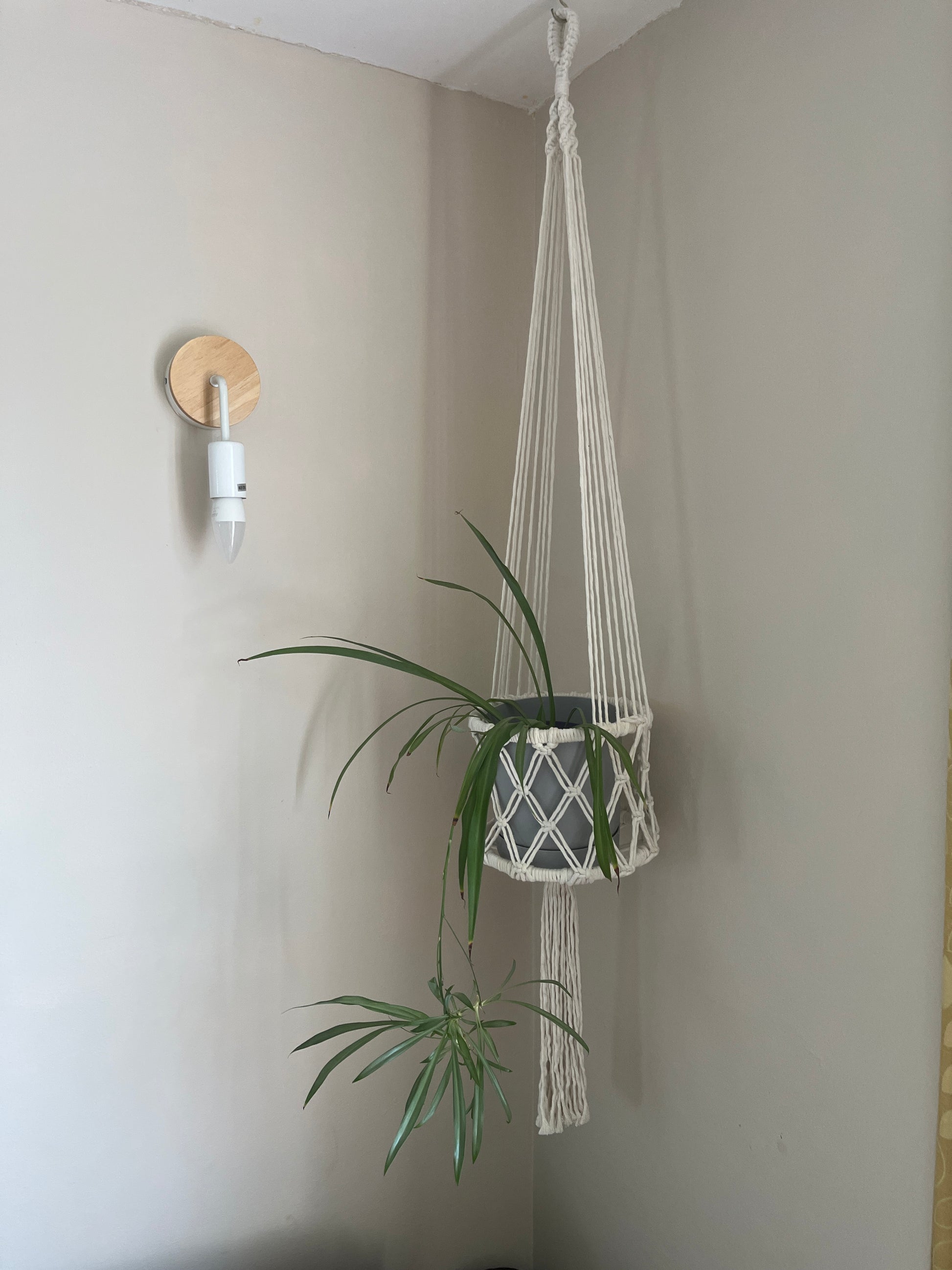 Green spider plant in a long macrame basket style holder against a beige wall with a light fixture.