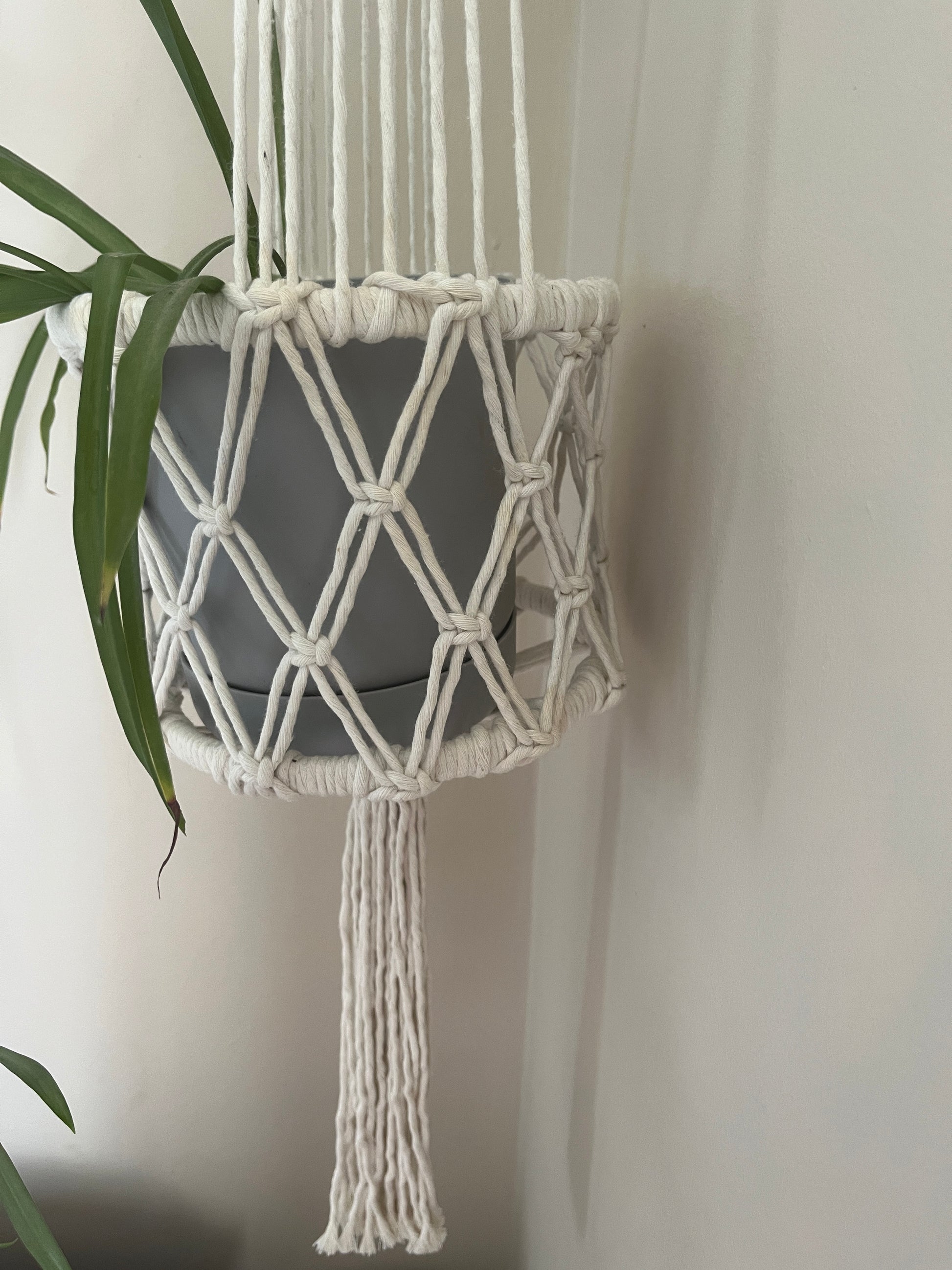 Green spider plant in a grey pot, held in a macrame basket style holder against a beige wall