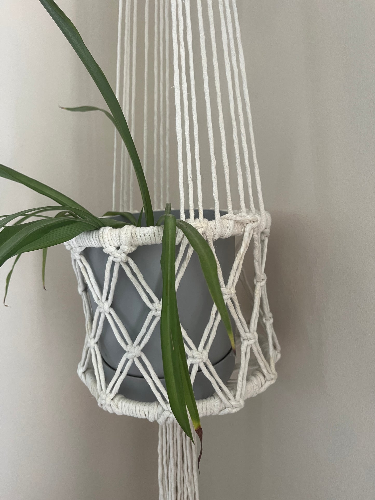 Green spider plant in a large macrame basket style holder against a beige wall