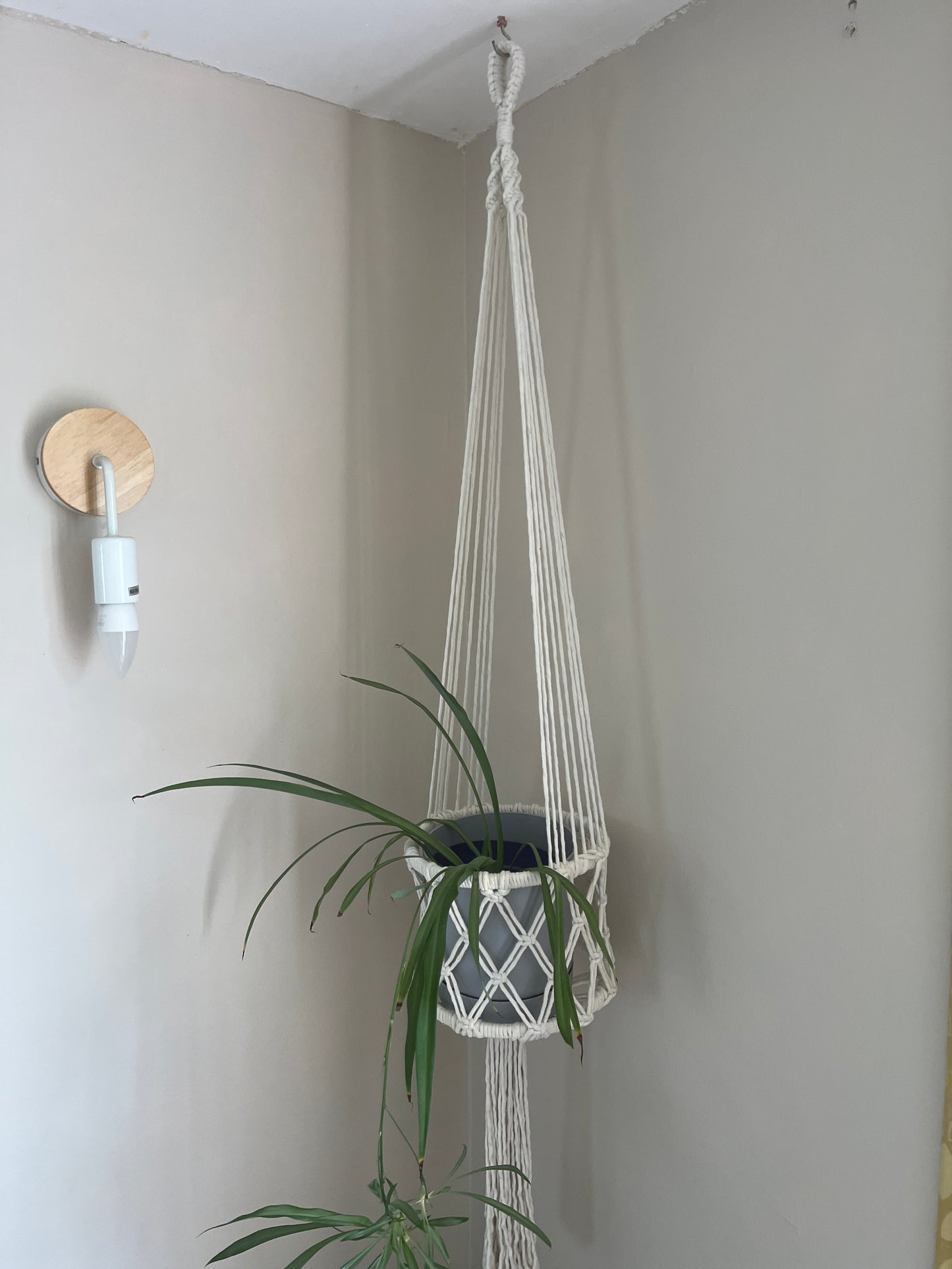 Green spider plant in a long macrame basket style holder against a beige wall with a light fixture.