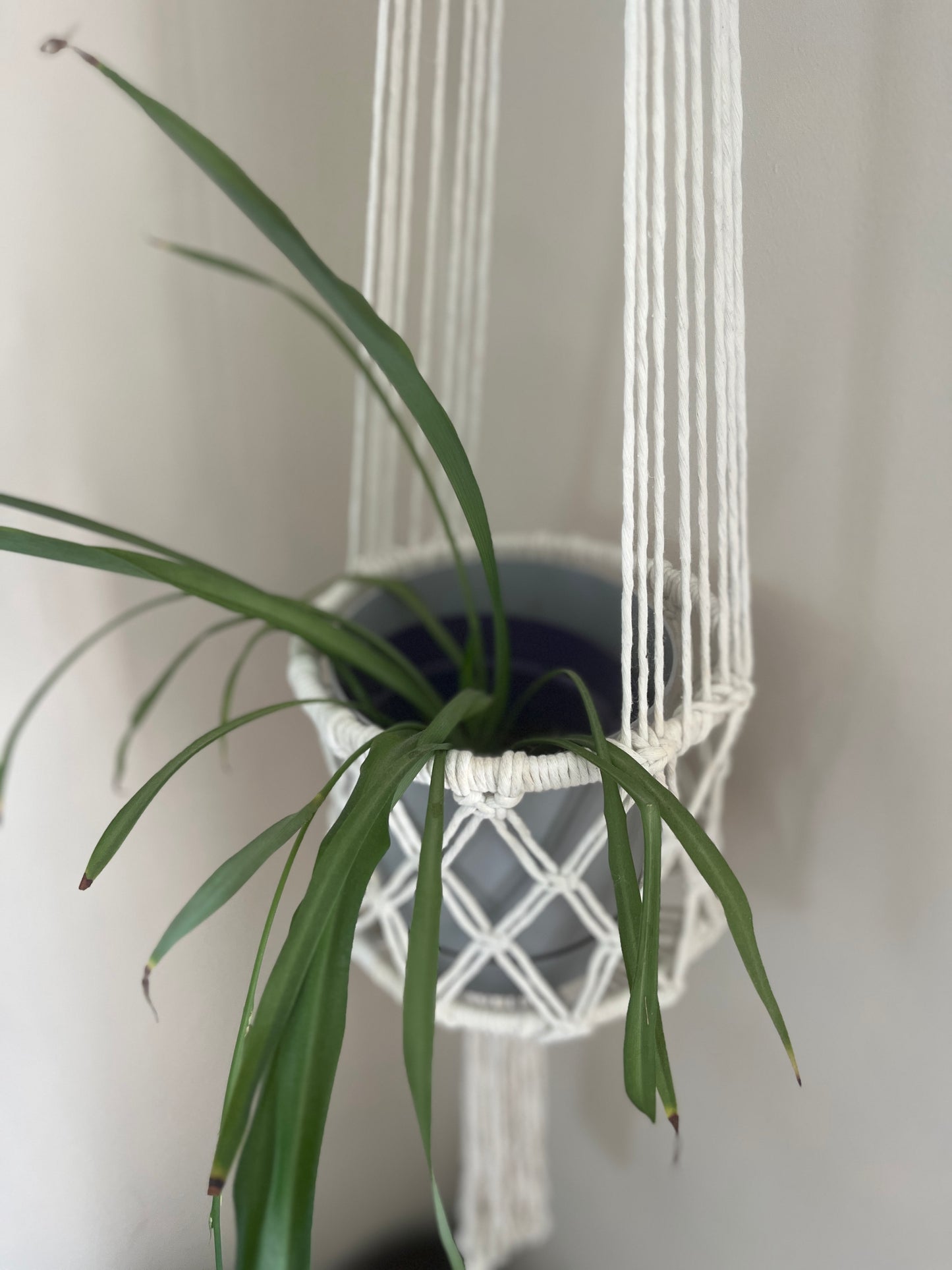 Hanging plant in a macrame holder against a plain background