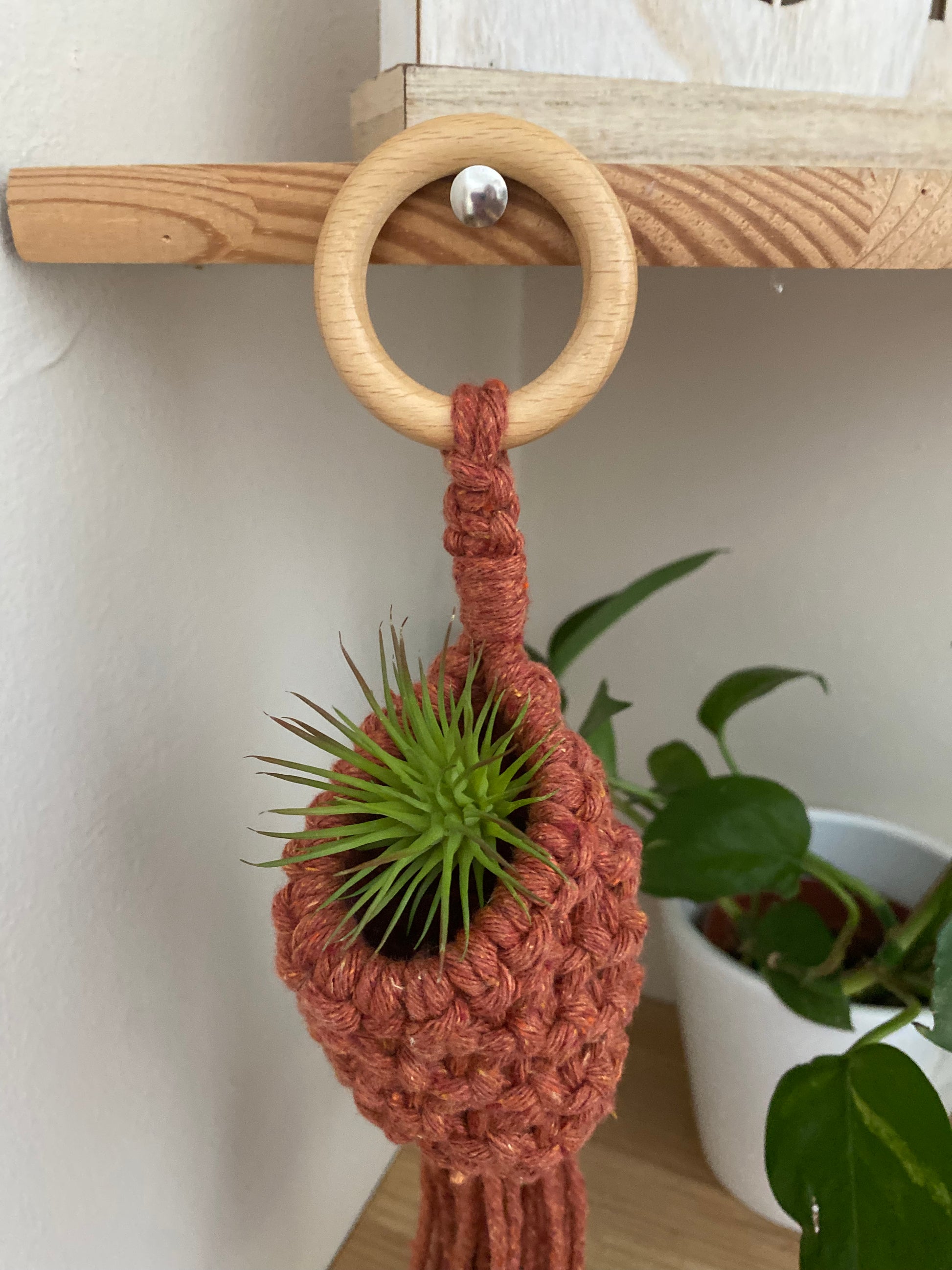 A small green air plant sits inside a macrame pod hanger, made with terracotta coloured cotton and a wooden hanging ring.
