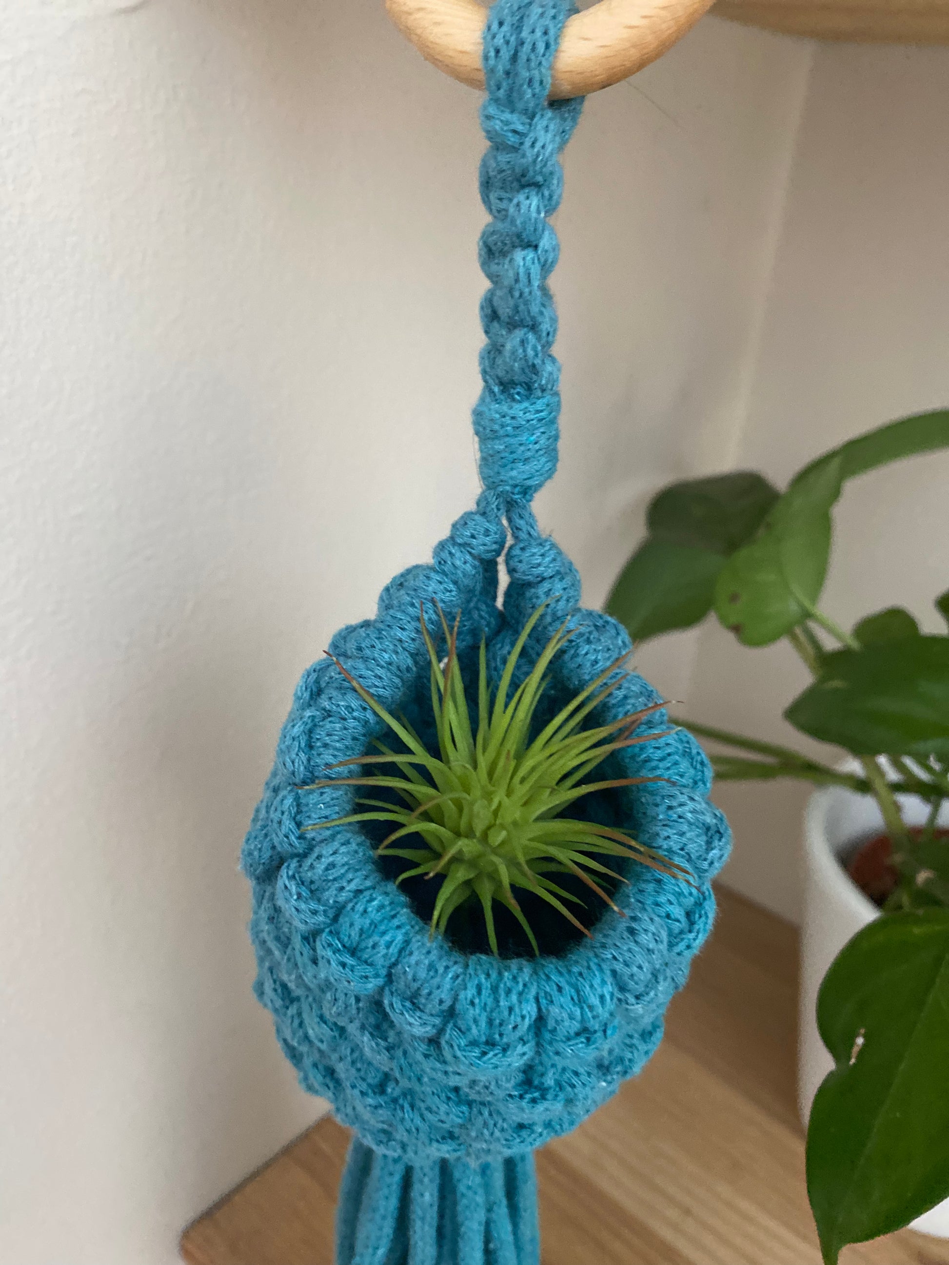 Close up of a small green air plant inside a macrame pod hanger, which is made with teal blue cotton and a wooden hanging ring.
