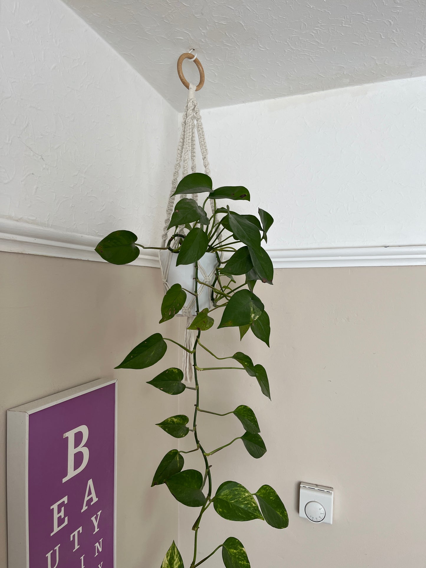 A long leafy plant hangs from the ceiling in a short macrame plant hanger, made with natural off white coloured recycled cotton on a wooden hanging ring.