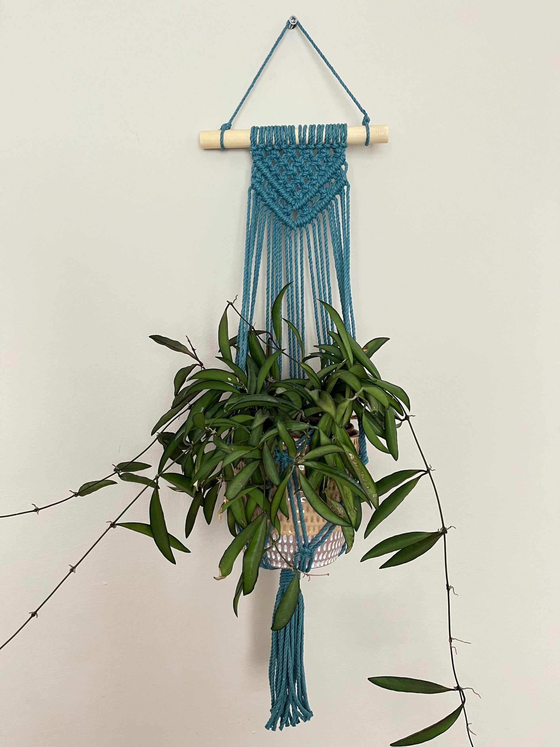 A teal blue macrame wall hanging plant hanger displayed against a neutral wall, holding a trailing houseplant.