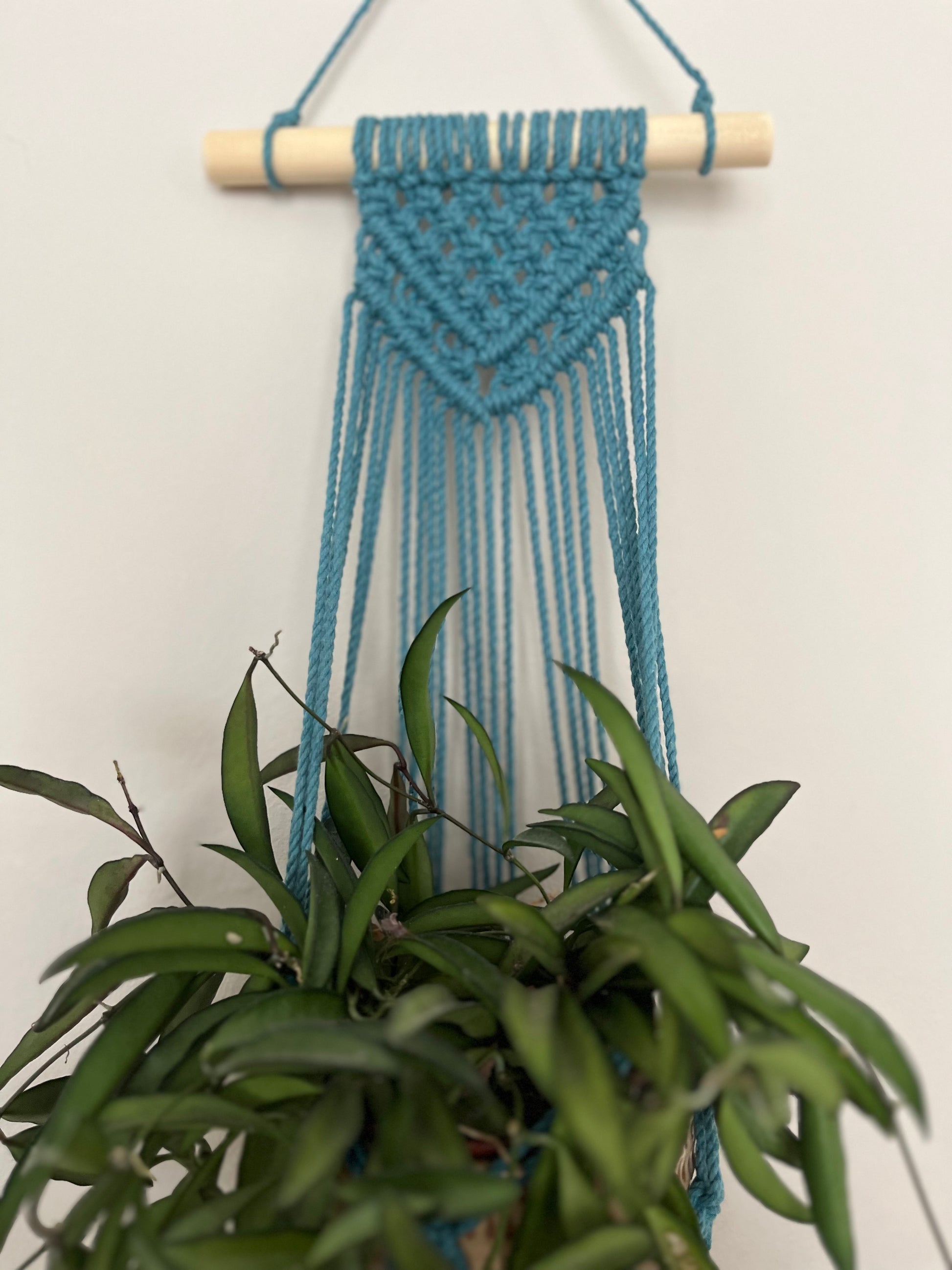 Close up of a teal blue macrame wall hanging plant hanger displayed against a neutral wall, holding a green potted plant.
