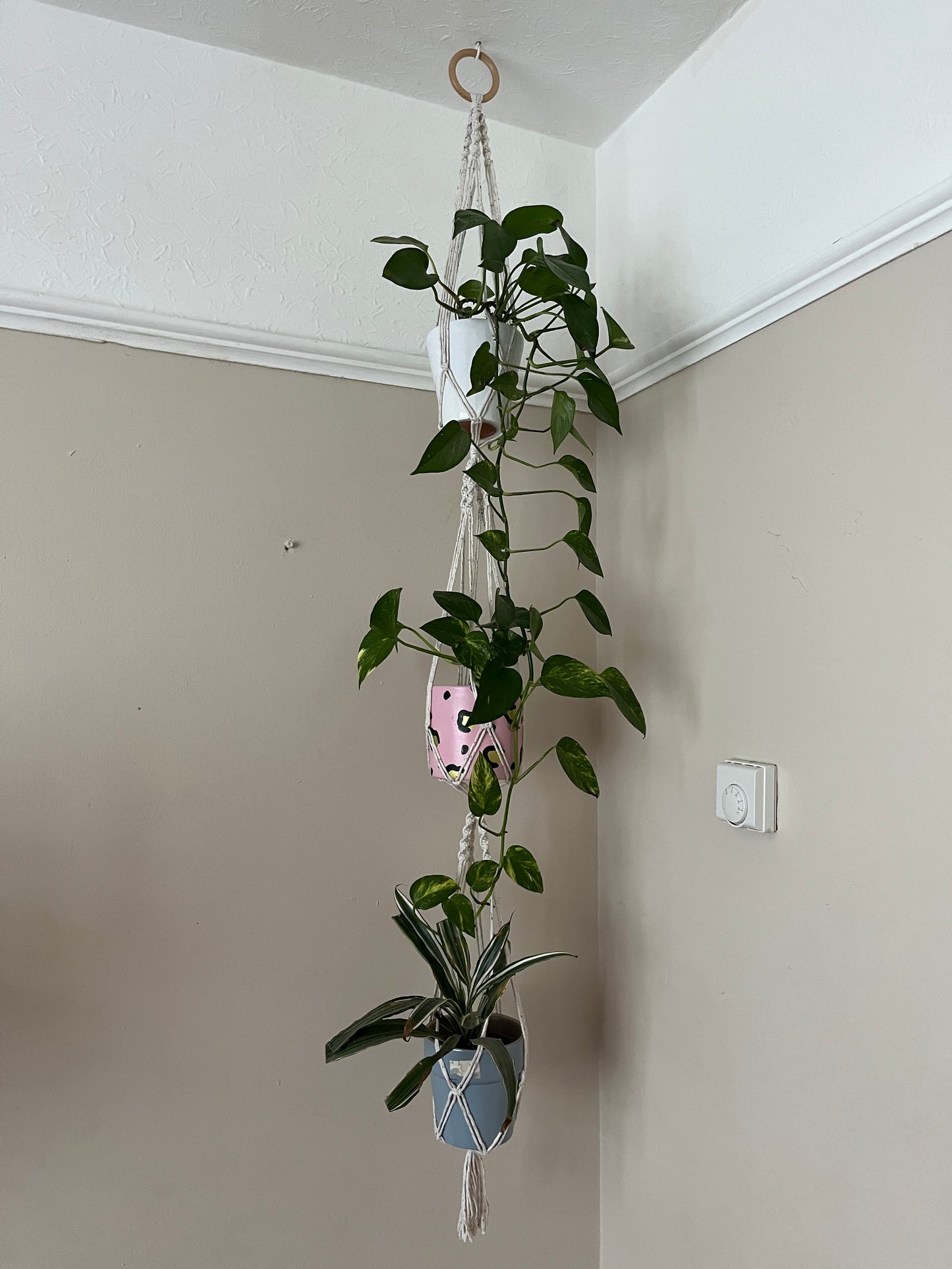 A long macrame plant hanger holding three large green plants is suspended from a wooden ring from the ceiling in a room corner with beige walls.