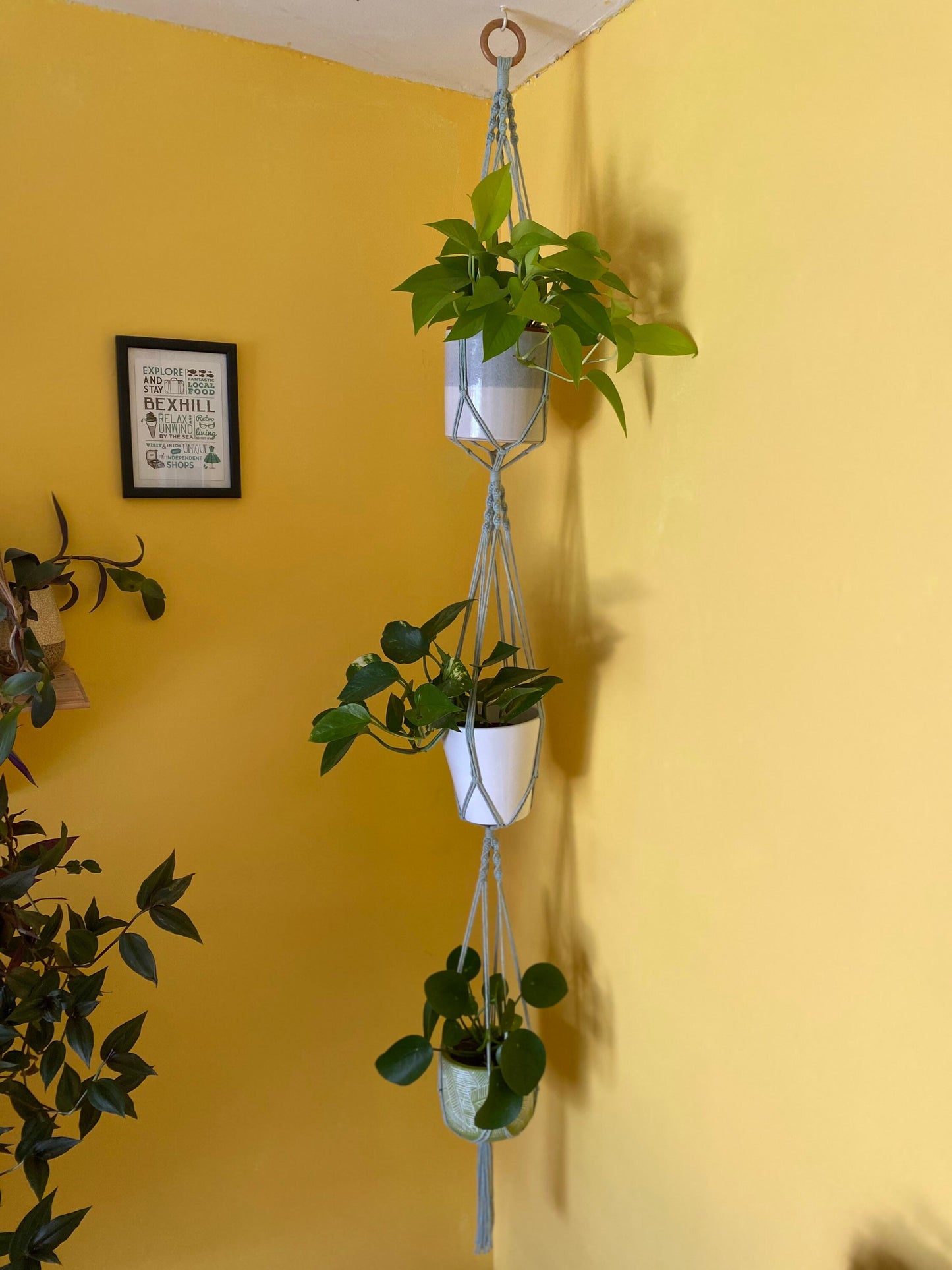 Three green plants in ceramic plant pots, hang vertically in a handmade macrame triple plant hanger, made with pastel green coloured yarn, suspended from the ceiling with a wooden ring, in front of a yellow painted wall.