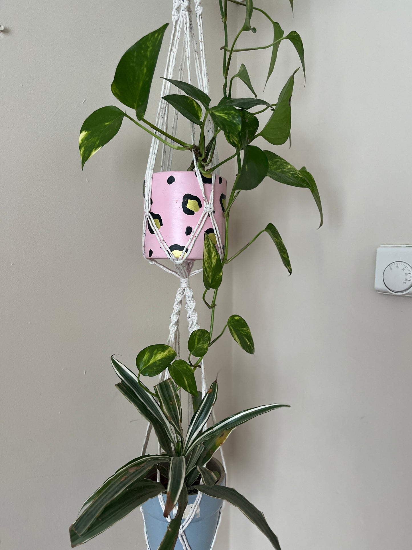 Close up image of a large macrame plant hanger with two green plants inside of it