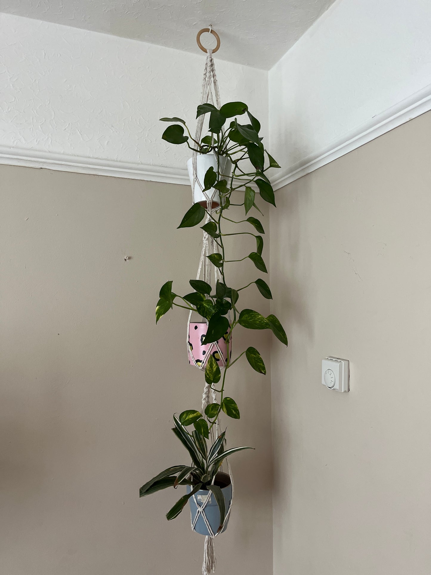A large macrame plant hanger with three green plants in it, hangs suspended from the ceiling by a wooden ring, in room corner with beige painted walls & white ceiling.