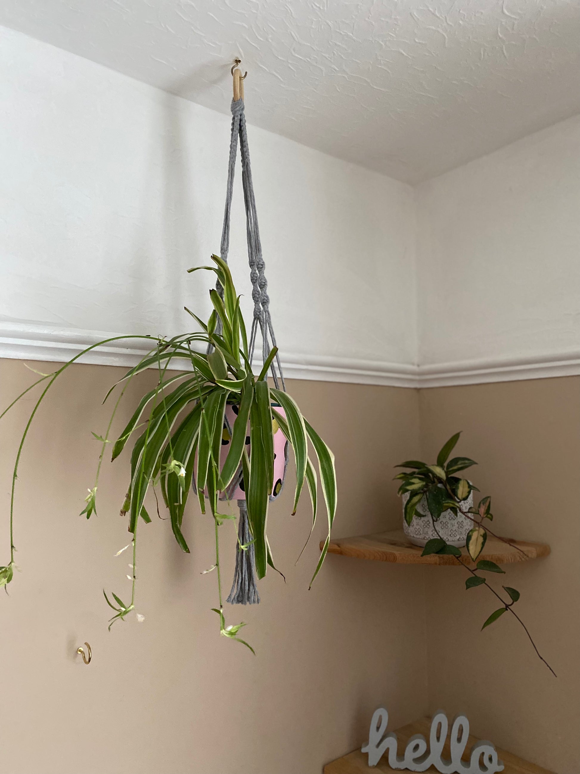 A large spider plant hangs in a pink patterned plant pot, suspended from the ceiling in a macrame plant hanger made with grey yarn and a wooden ring.