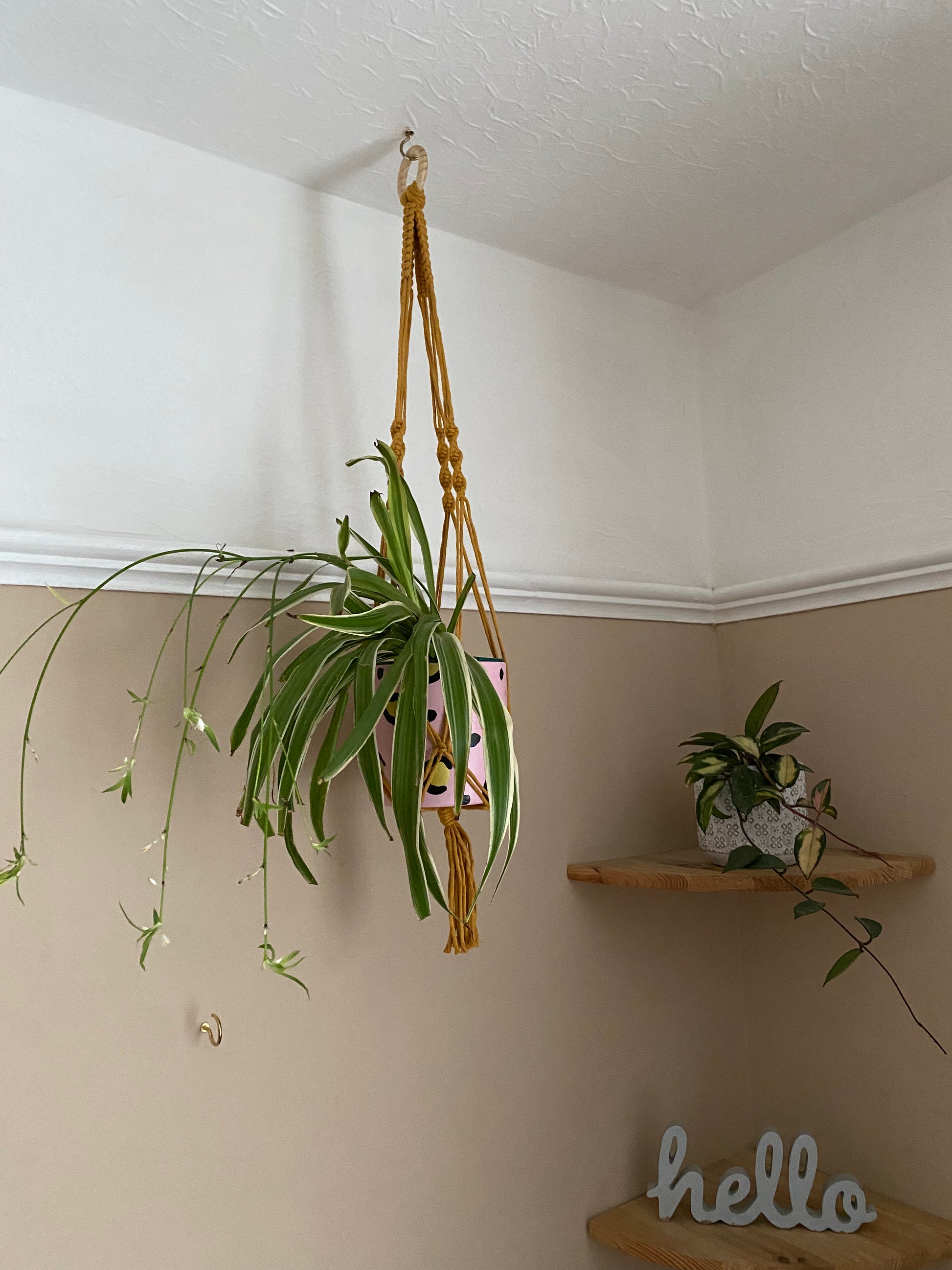 A large spider plant hangs in a pink patterned plant pot, suspended from the ceiling in a macrame plant hanger made with mustard yellow yarn. There is a set of corner shelves with another small houseplant on, in the background.