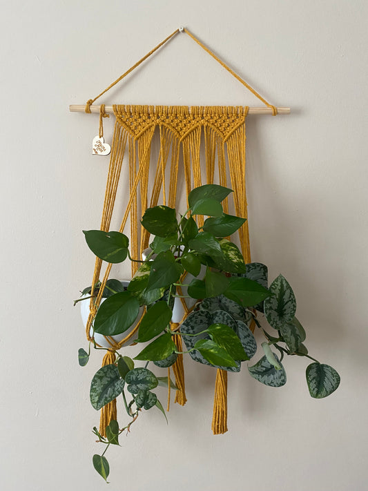 Three large leafy trailing houseplants hang next to each other in a wall hanging macrame plant hanger, made with mustard yellow cotton on a long wooden dowel.