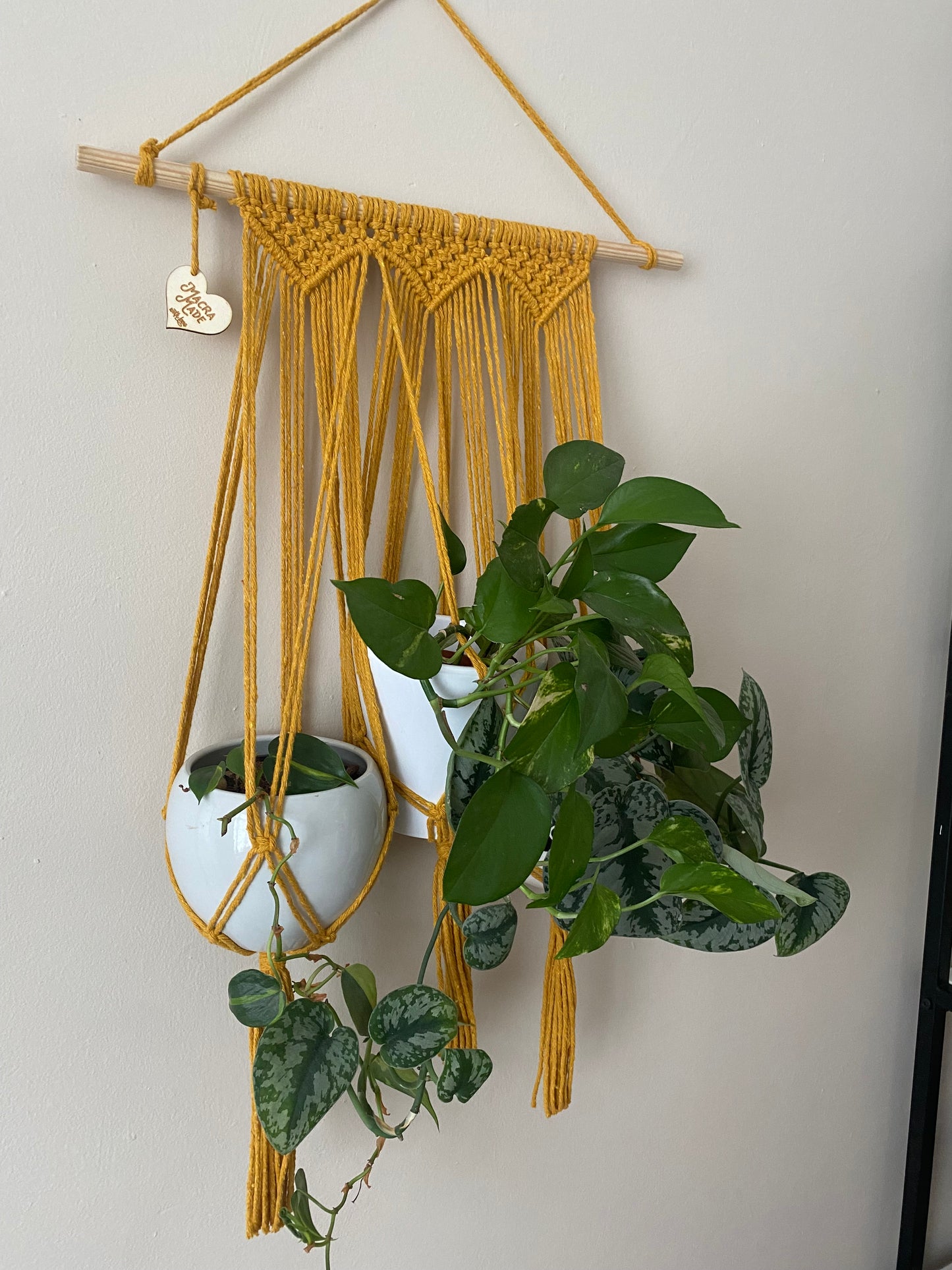 Three large leafy trailing houseplants in white ceramic pots, hang next to each other in a wall hanging macrame plant hanger, made with mustard yellow cotton on a long wooden dowel.