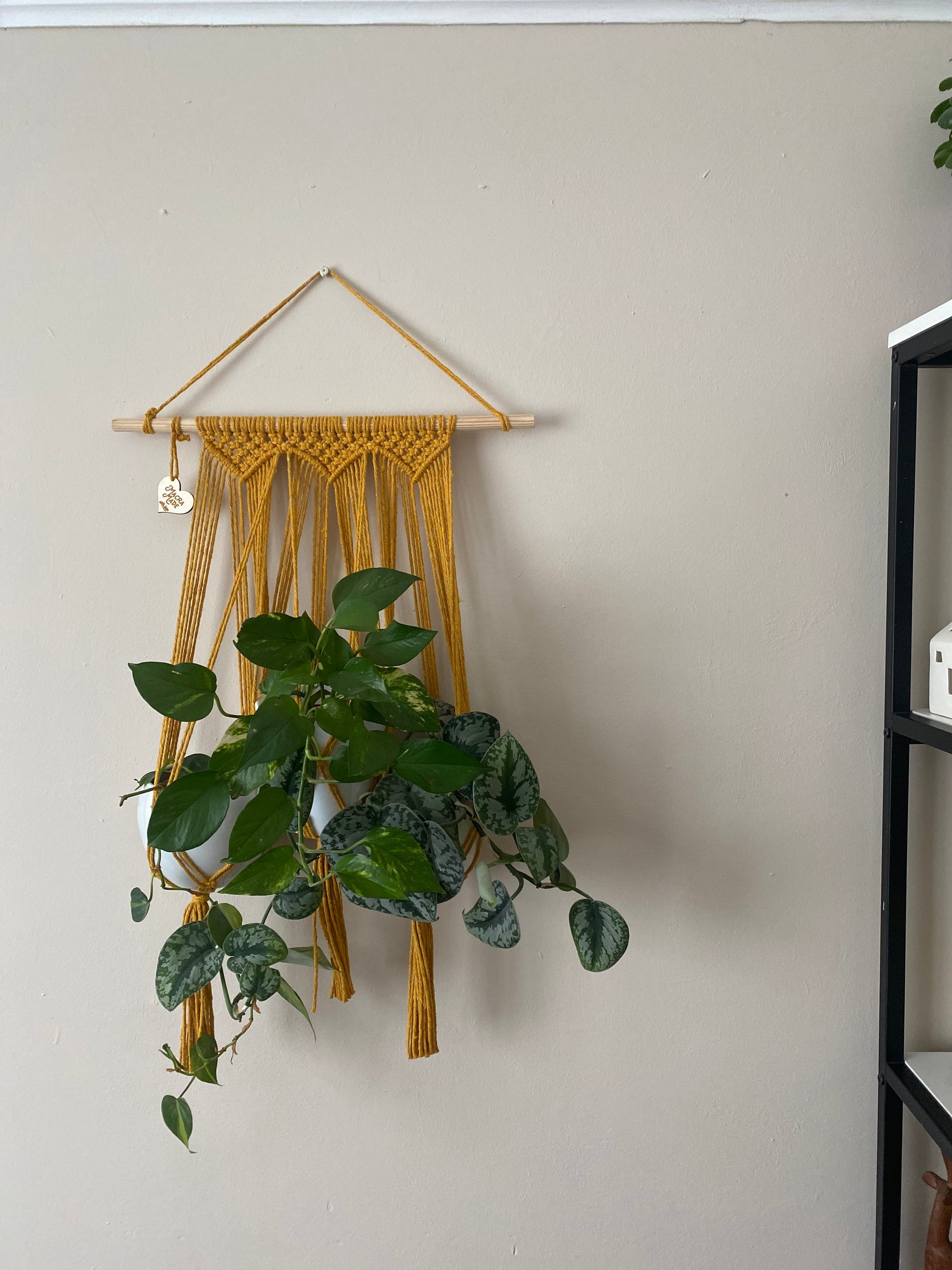 Three large leafy trailing houseplants hang next to each other in a wall hanging macrame plant hanger, made with mustard yellow cotton on a long wooden dowel, against a beige painted wall.