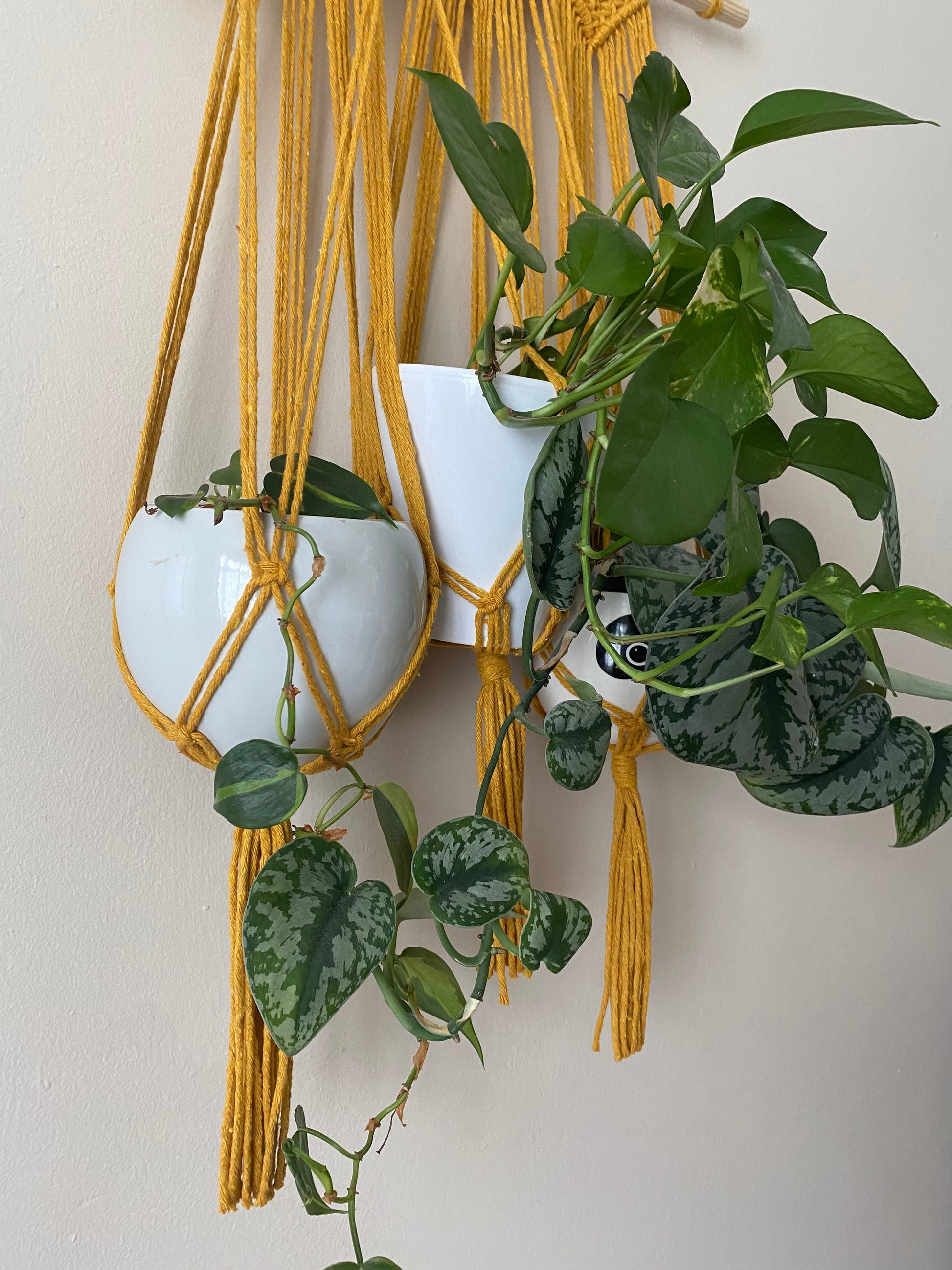 A close up of three large leafy trailing houseplants in white ceramic pots, hanging next to each other in a wall hanging macrame plant hanger, made with mustard yellow cotton.