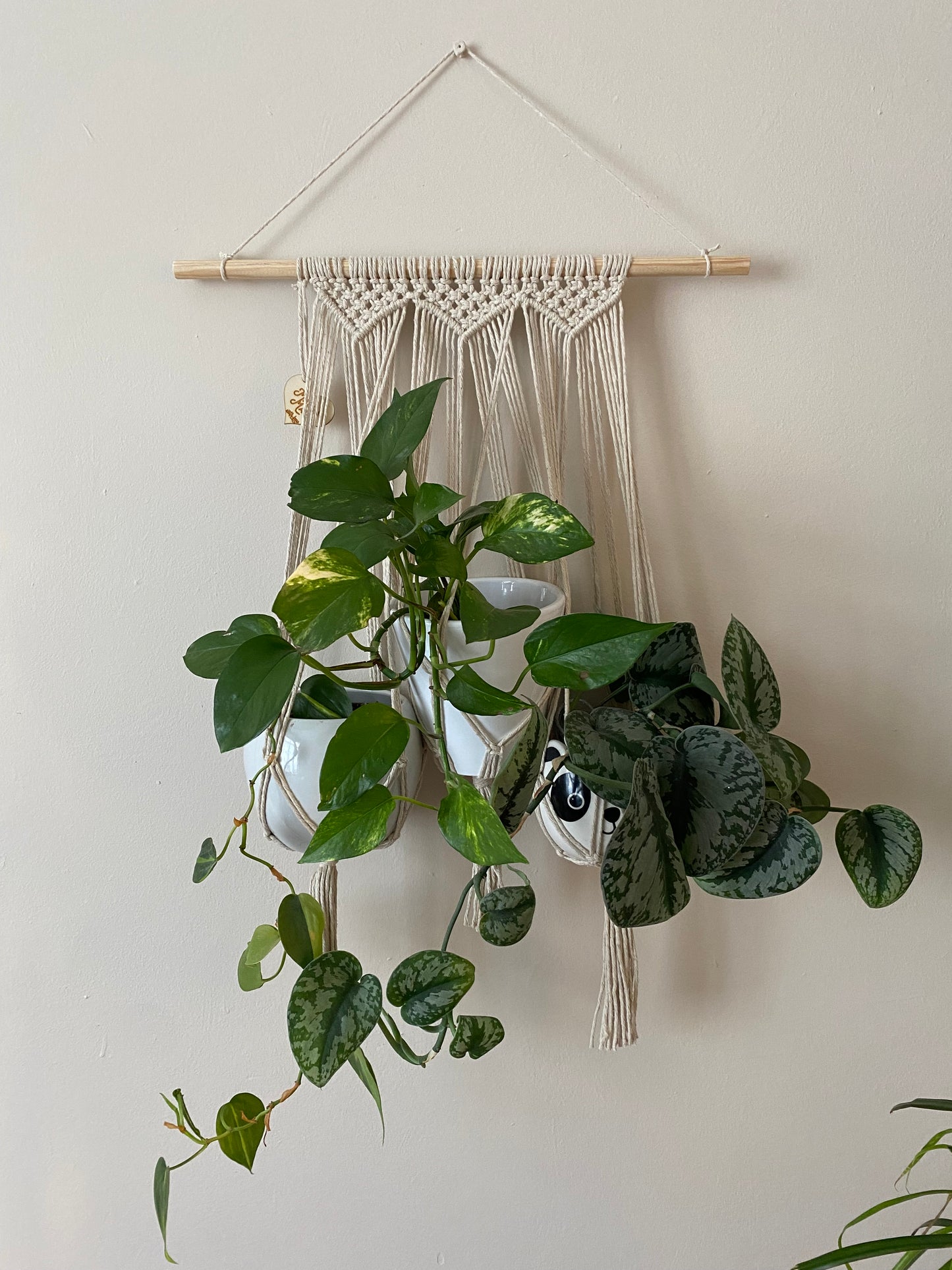 Three large leafy trailing houseplants hang next to each other in a wall hanging macrame plant hanger, made with natural cotton on a long wooden dowel.