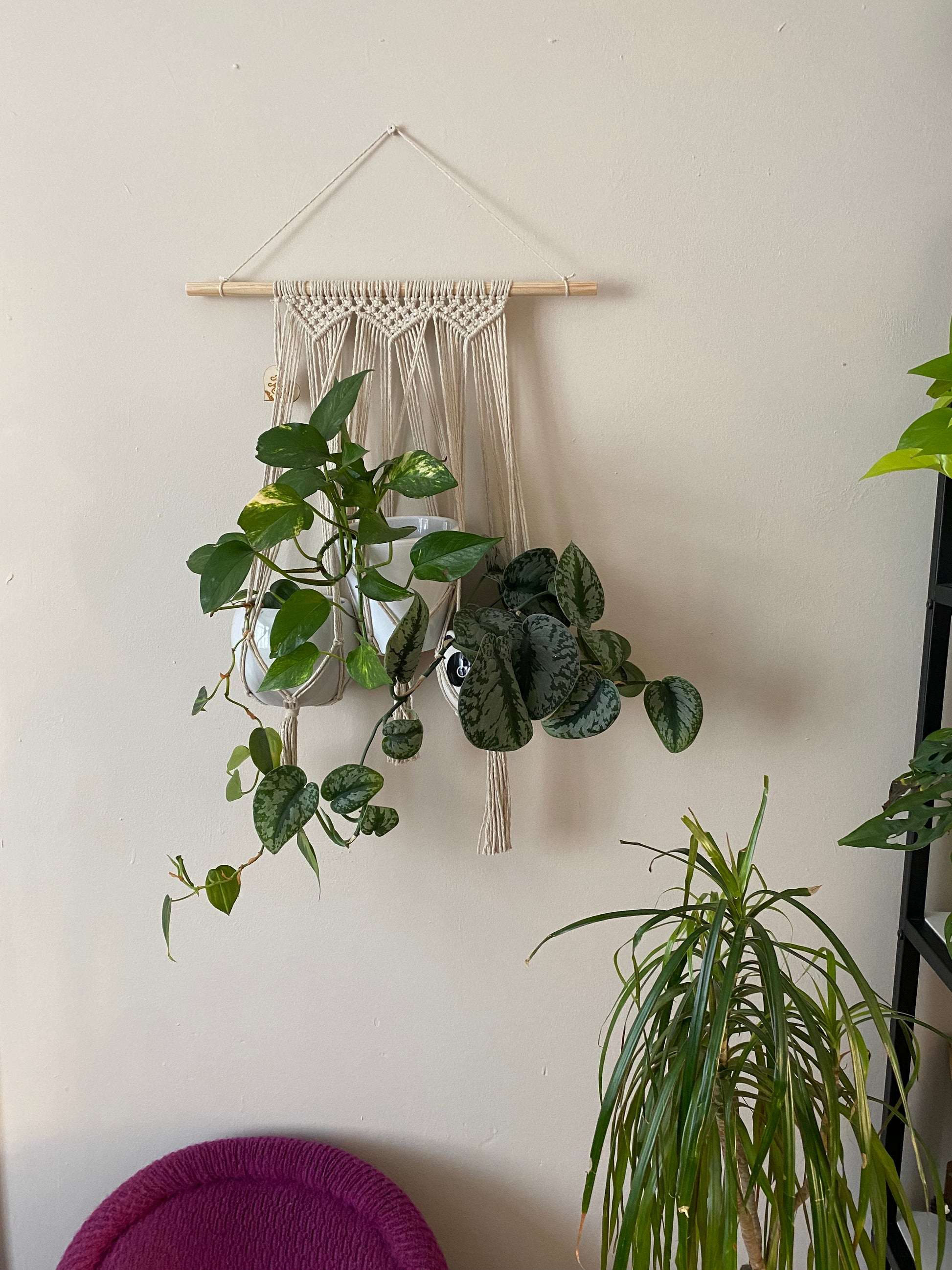 Three large leafy trailing houseplants hang next to each other in a wall hanging macrame plant hanger, made with natural cotton on a long wooden dowel, against a beige painted wall. Other houseplants can be seen to the edges of the image.