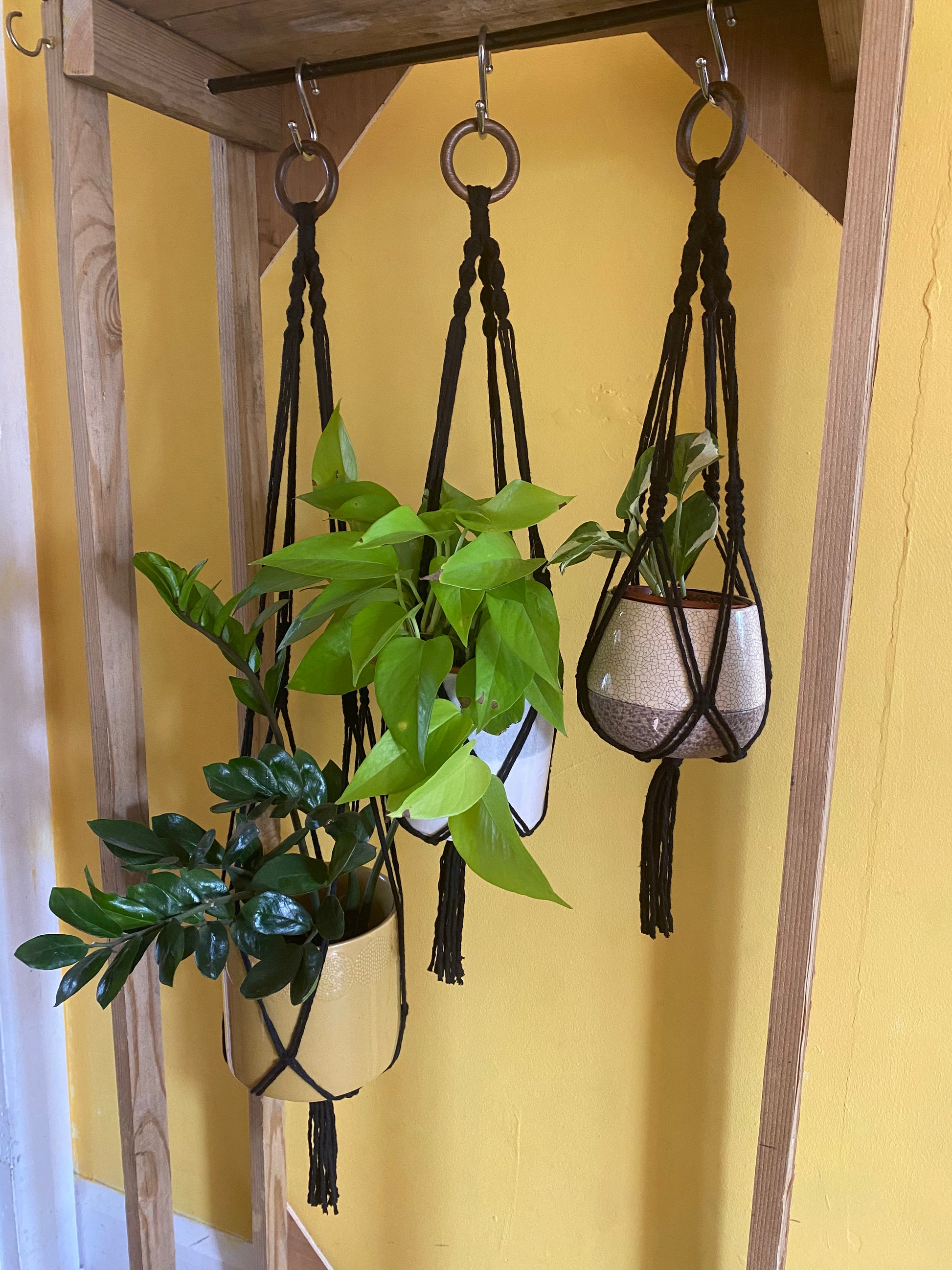 3 green leafy plants in ceramic pots, hang from a wooden frame in black handmade macrame plant hangers of different lengths, with wooden rings at the top with a yellow wall behind.