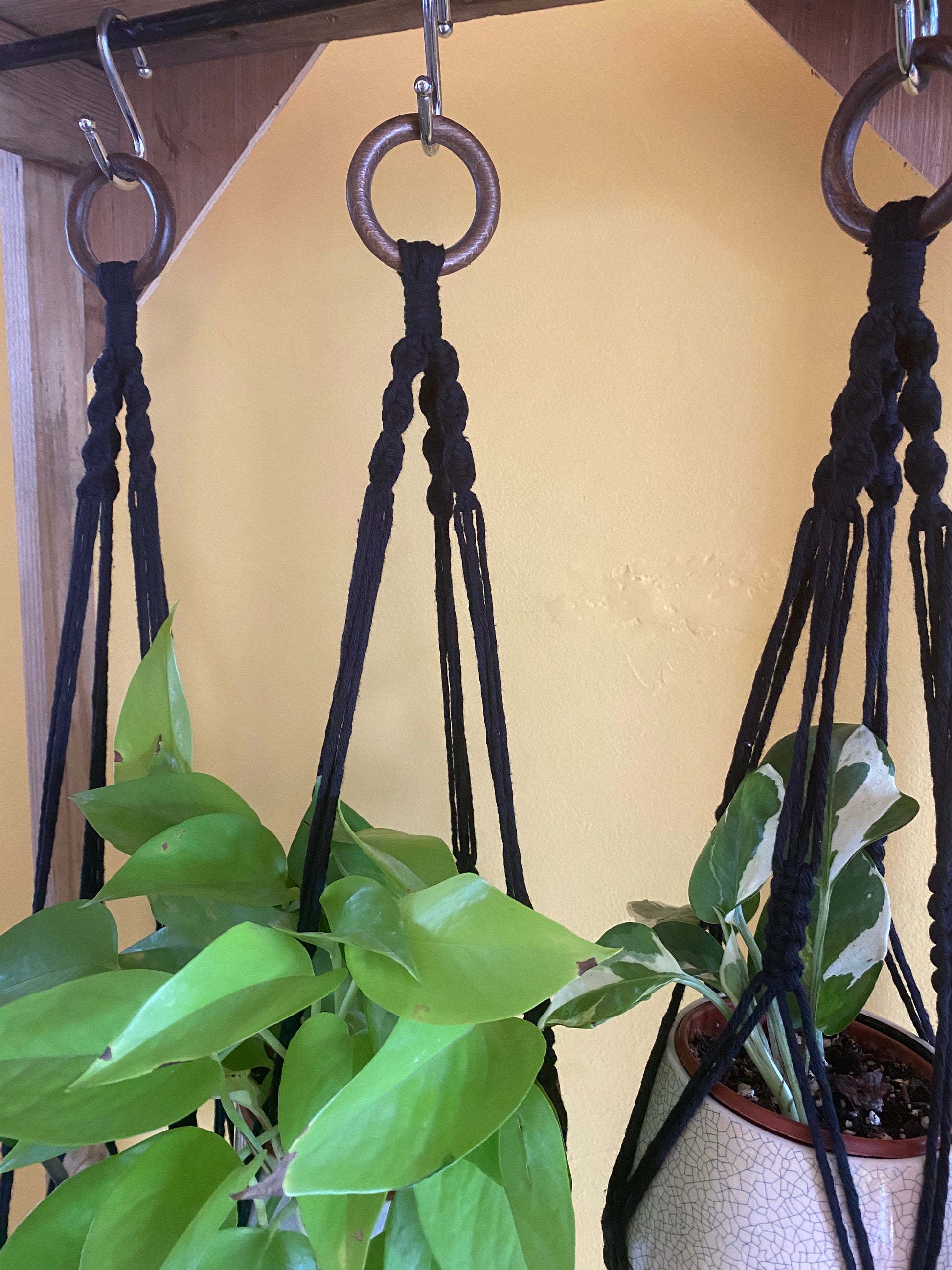 Close up of 3 plants in ceramic pots, hanging from a wooden frame in black handmade macrame plant hangers, with wooden rings at the top and a yellow wall behind.