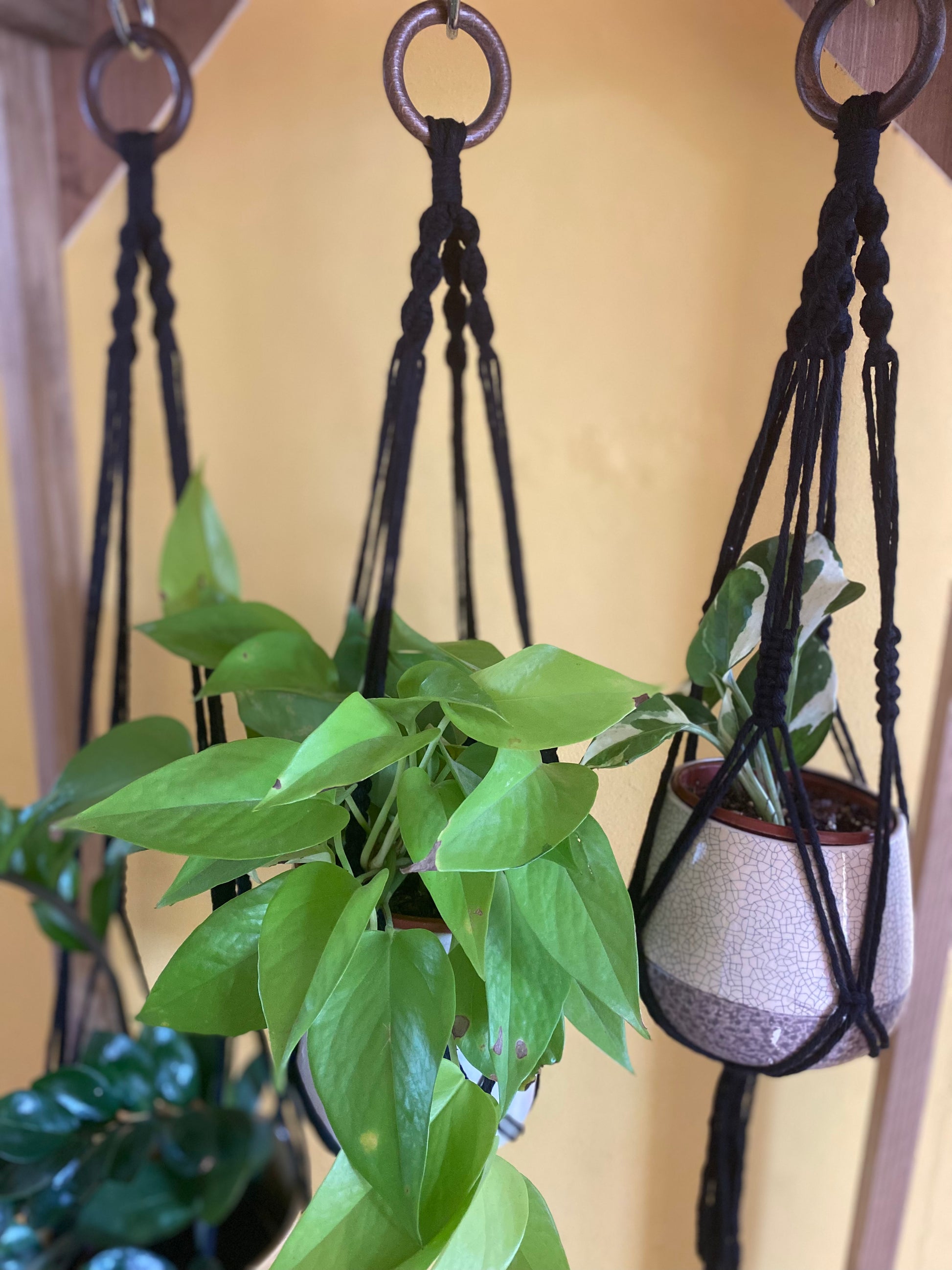 Close up of 3 green plants hanging from a wooden frame in black handmade macrame plant hangers, with wooden rings at the top with a yellow wall behind.