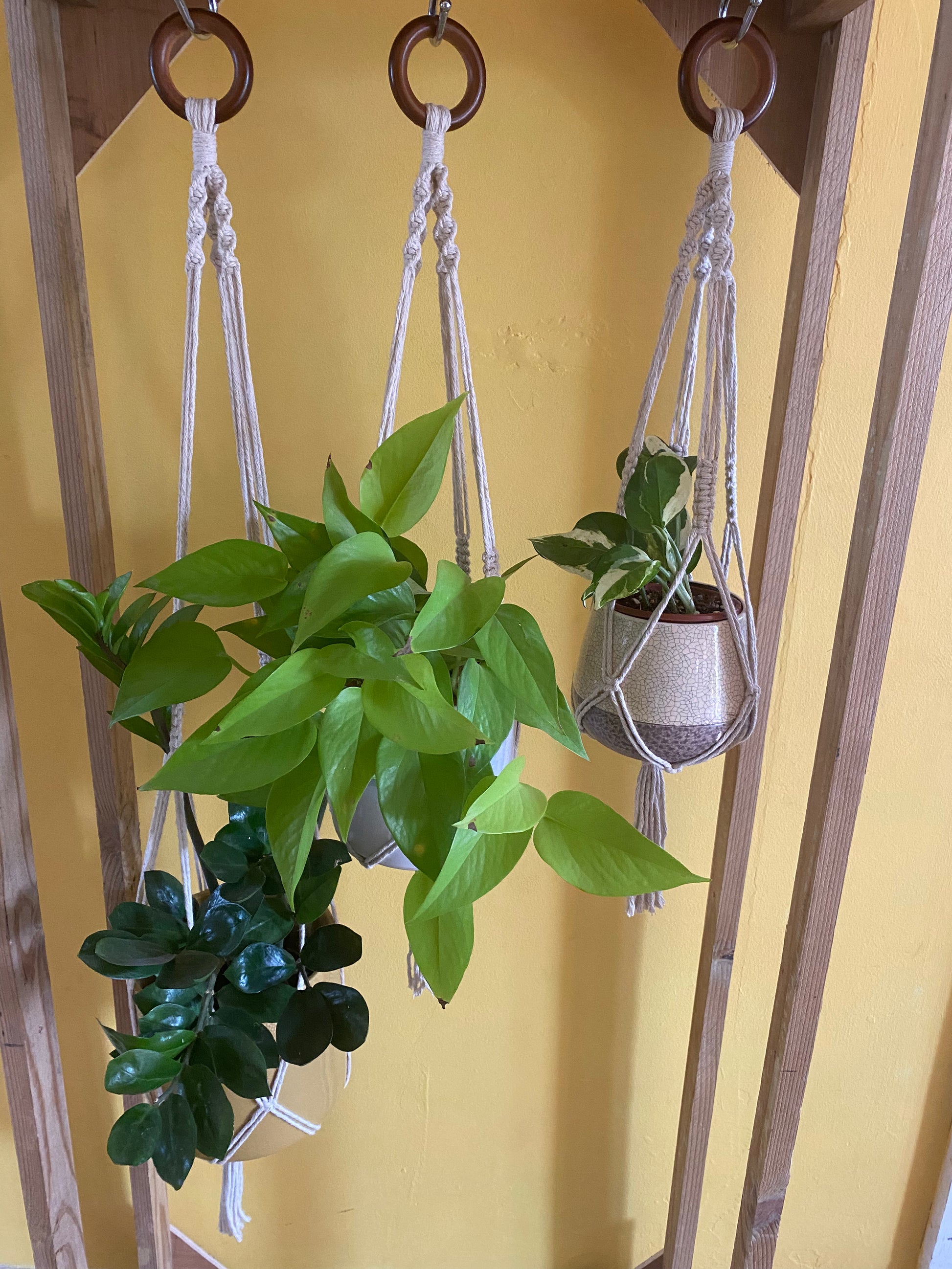 3 green leafy plants in ceramic pots, hang from a wooden frame in natural handmade macrame plant hangers, with wooden rings at the top with a yellow wall behind.