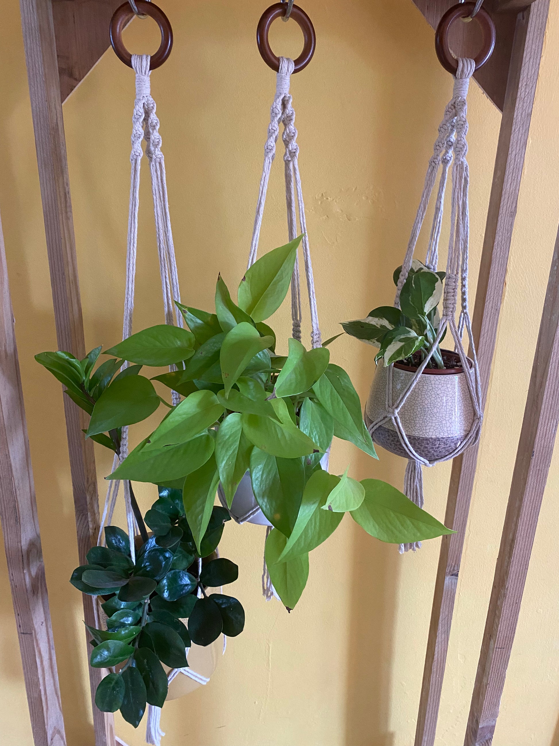 3 green leafy plants in ceramic pots, hang from a wooden frame in black handmade macrame plant hangers, with wooden rings at the top with a yellow wall behind.