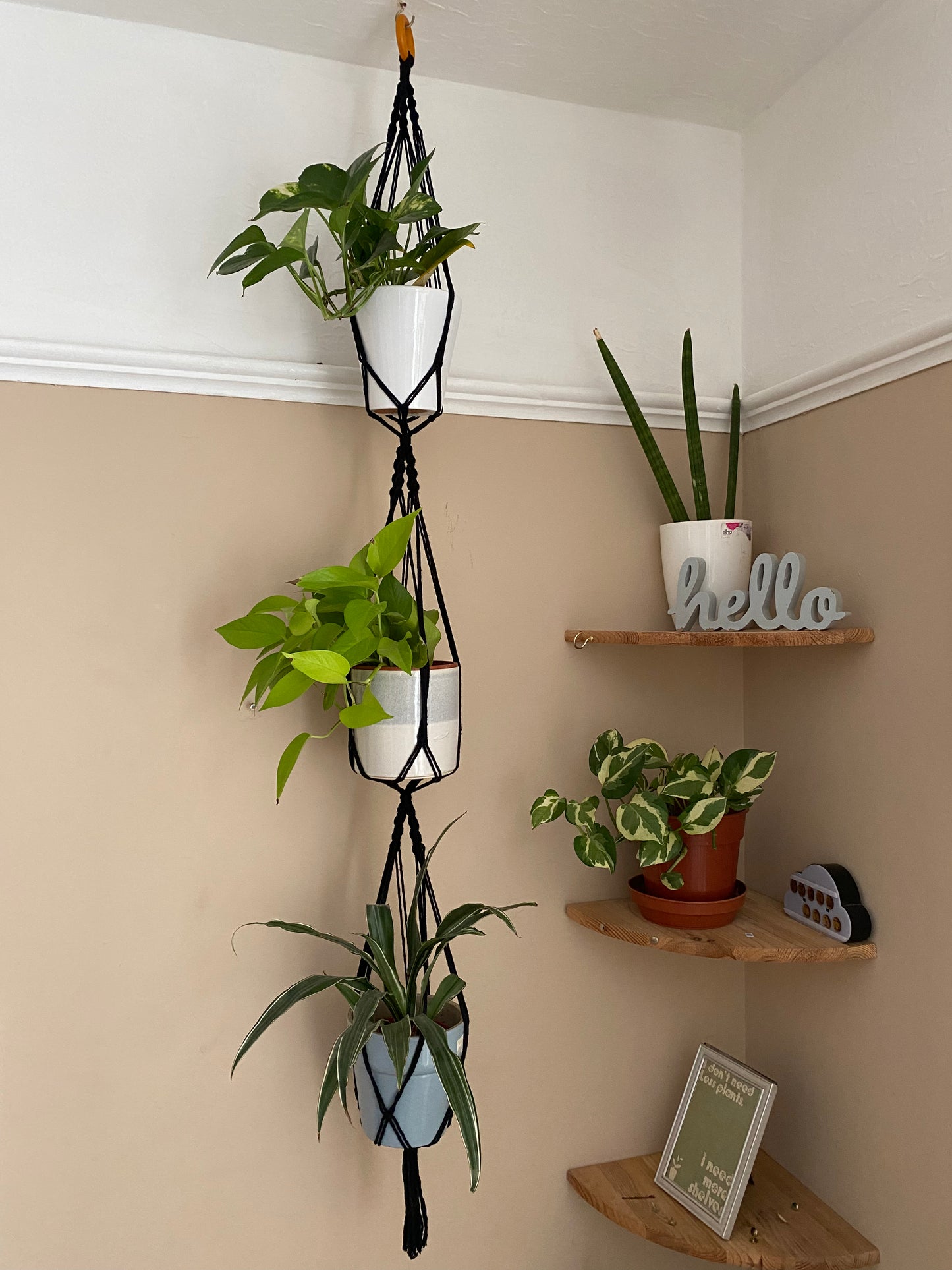 Three large green plants in ceramic plant pots, hang vertically in a handmade macrame triple plant hanger, made with black coloured yarn, suspended from the ceiling with a wooden ring.