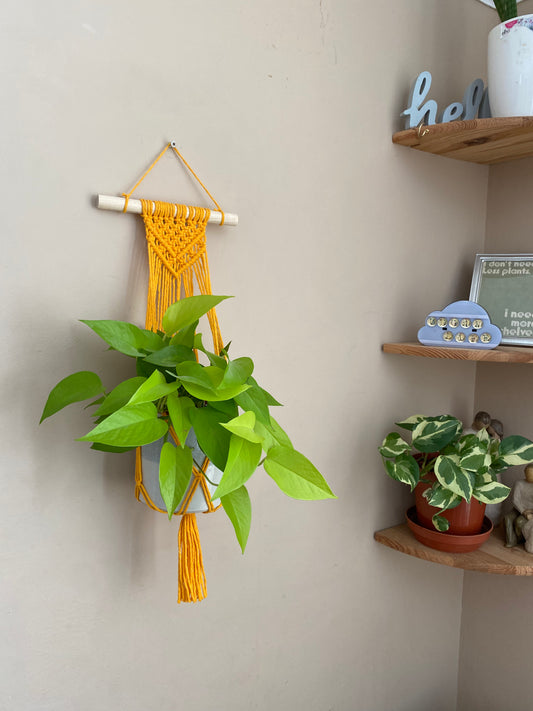A bright green leafy plant in a ceramic plant pot, hung against a beige wall in a bright yellow macrame plant hanger, on a wooden dowel.