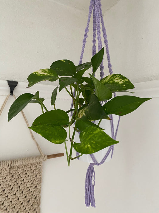 Your Complete Guide to Macramé Plant Hangers (Plus Where to Buy, DIY & More)